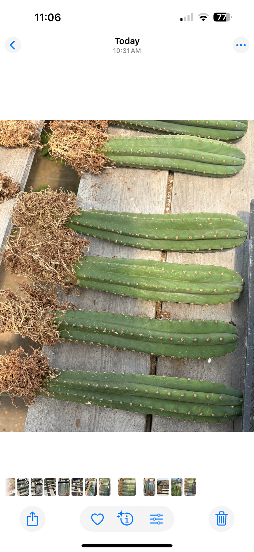 #EC185 Trichocereus Hybrid BARGAIN SPECIAL (1 unit) Cactus Bare Root Specimens-Cactus - Large - Exact-The Succulent Source