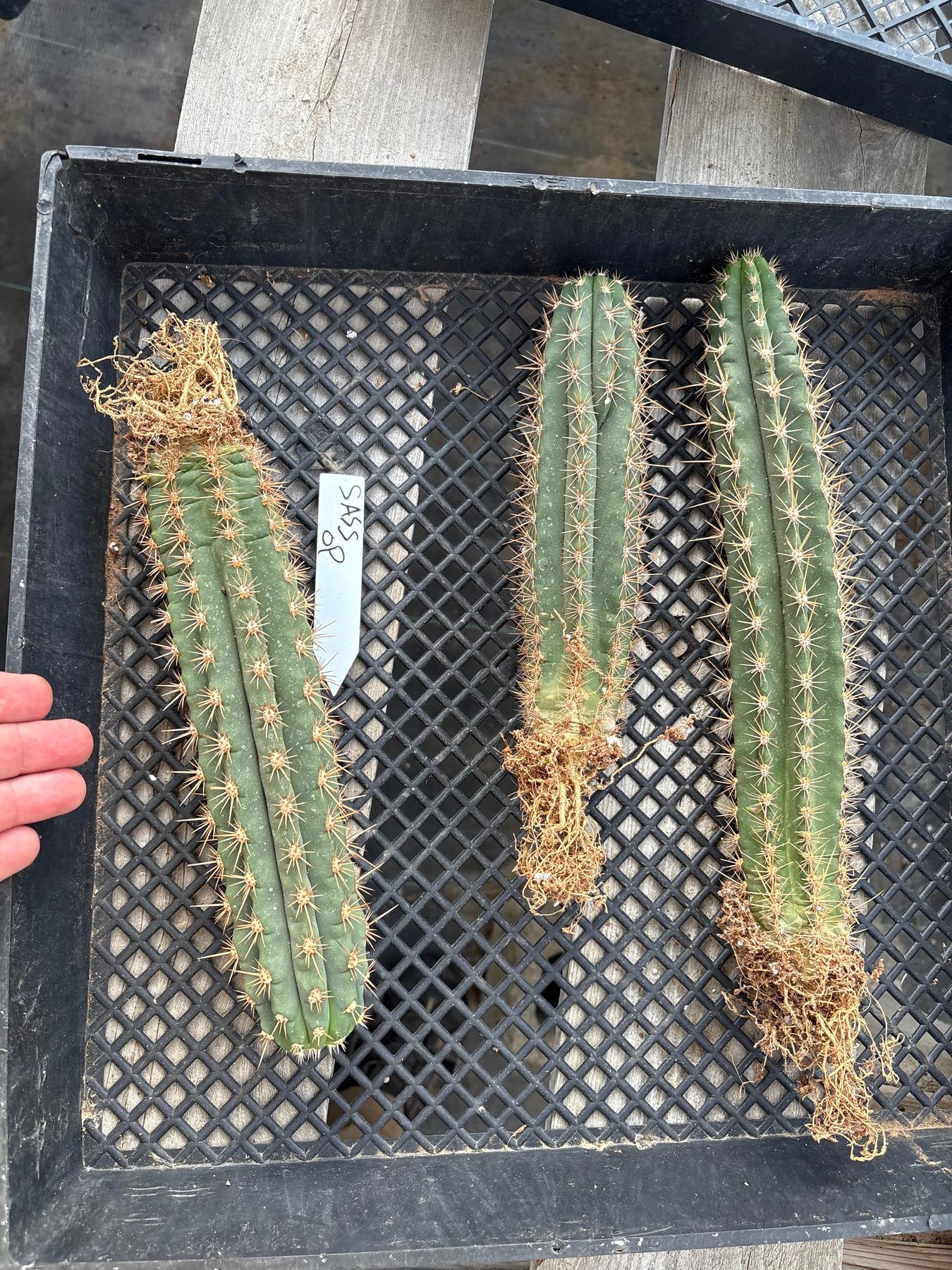 #EC185 Trichocereus Hybrid BARGAIN SPECIAL (1 unit) Cactus Bare Root Specimens-Cactus - Large - Exact-The Succulent Source