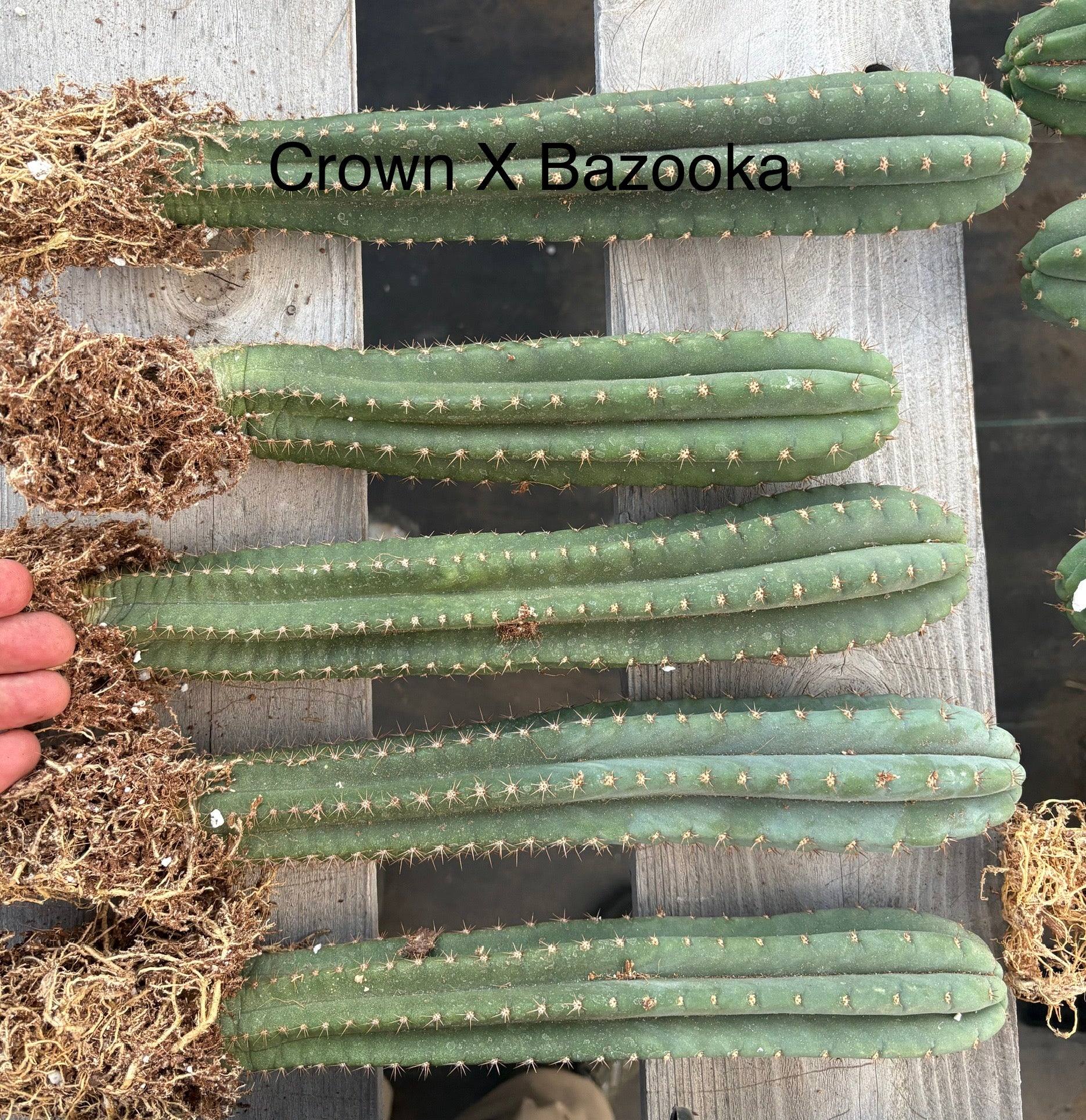 #EC185 Trichocereus Hybrid BARGAIN SPECIAL (1 unit) Cactus Bare Root Specimens-Cactus - Large - Exact-The Succulent Source