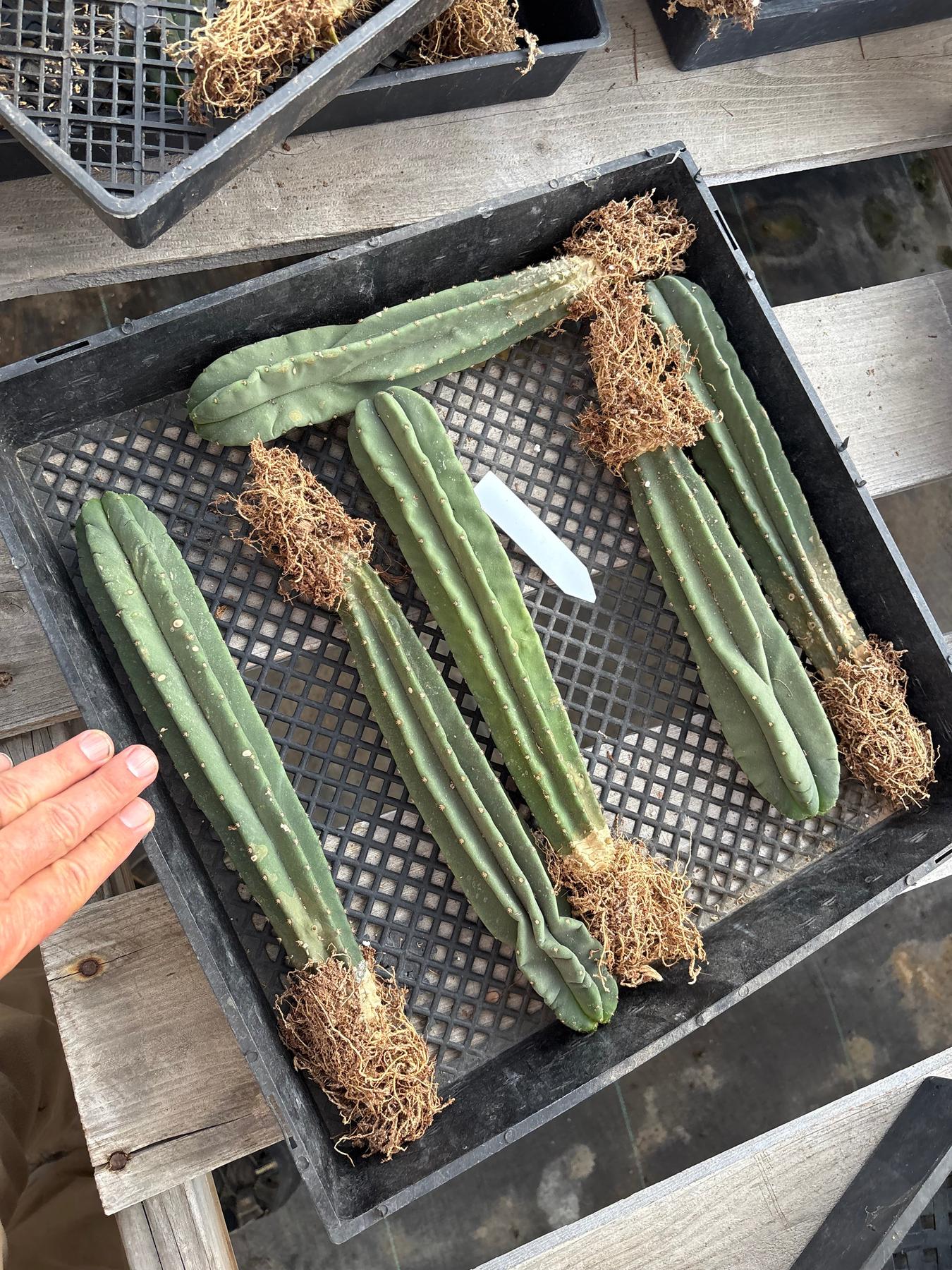 #EC185 Trichocereus Hybrid BARGAIN SPECIAL (1 unit) Cactus Bare Root Specimens-Cactus - Large - Exact-The Succulent Source