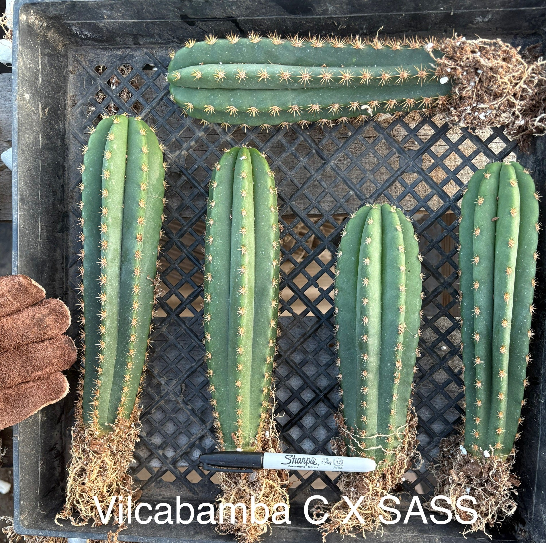 #EC185 Trichocereus Hybrid BARGAIN SPECIAL Cactus Bare Root Specimens-Cactus - Large - Exact-The Succulent Source
