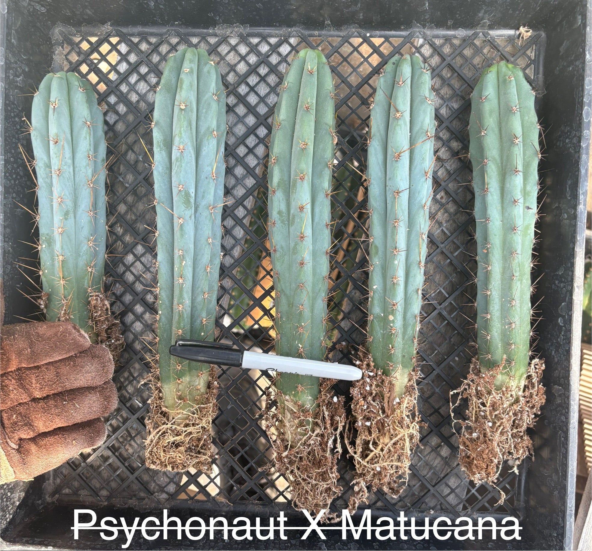 #EC185 Trichocereus Hybrid BARGAIN SPECIAL Cactus Bare Root Specimens-Cactus - Large - Exact-The Succulent Source