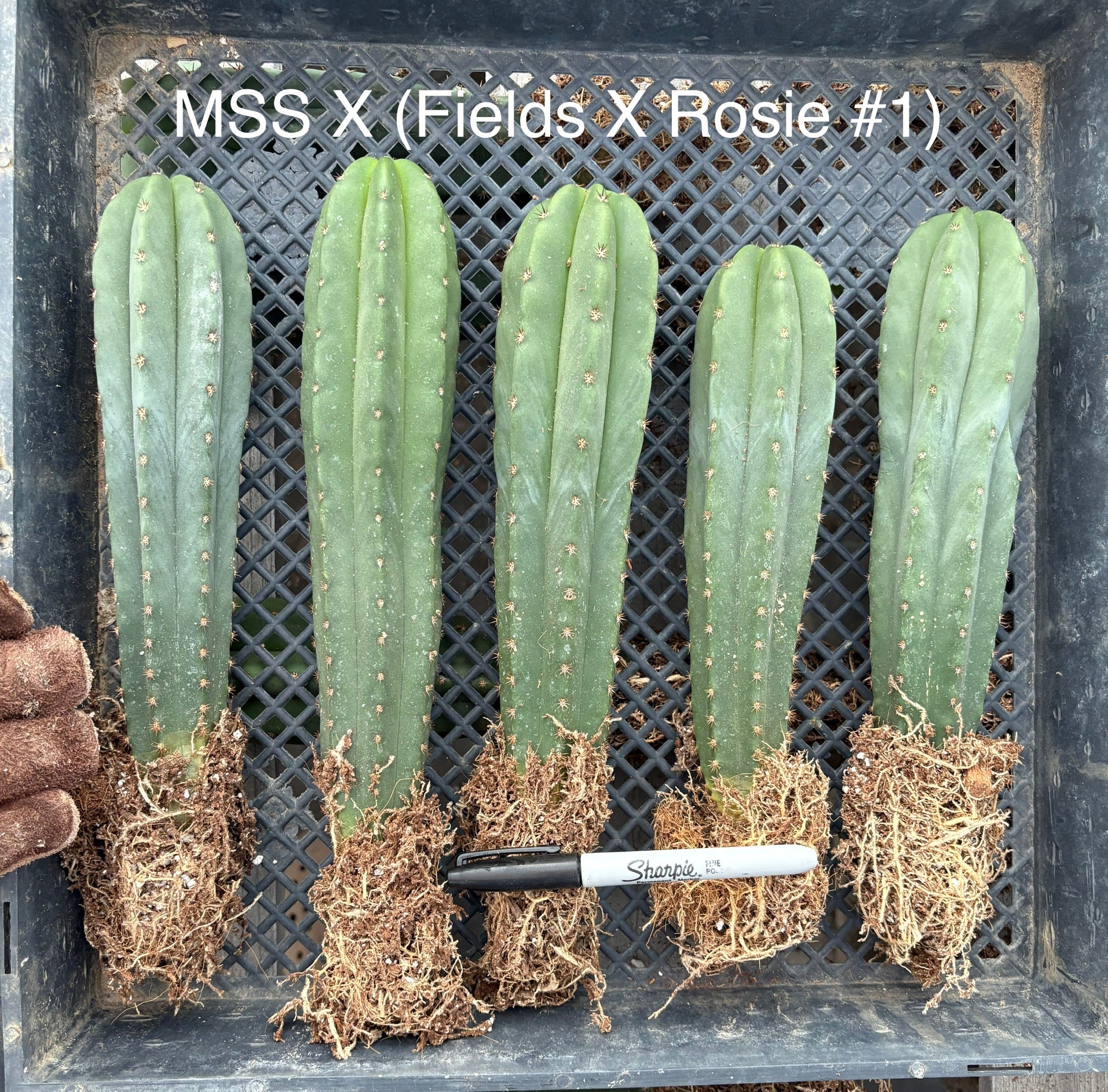 #EC185 Trichocereus Hybrid BARGAIN SPECIAL Cactus Bare Root Specimens-Cactus - Large - Exact-The Succulent Source