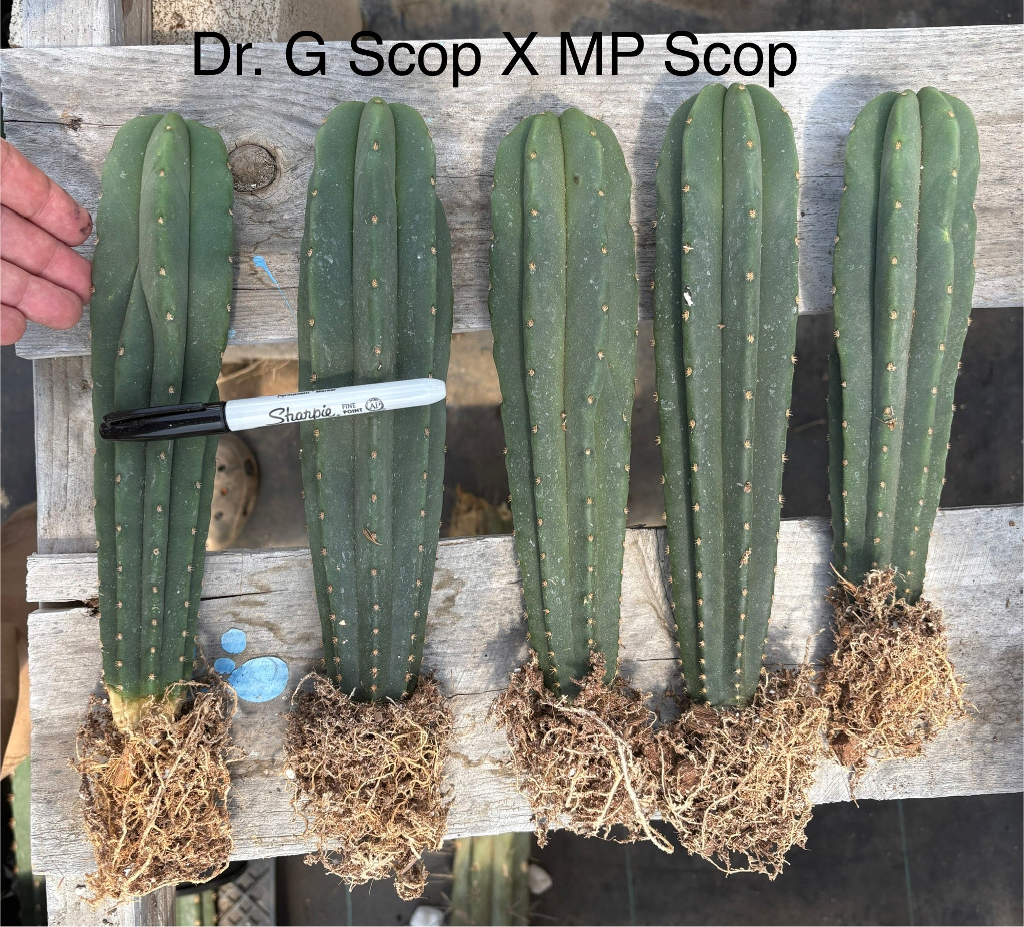 #EC185 EXACT Trichocereus Hybrid BARGAIN SPECIAL Cactus Bare Root Specimens-Cactus - Large - Exact-The Succulent Source