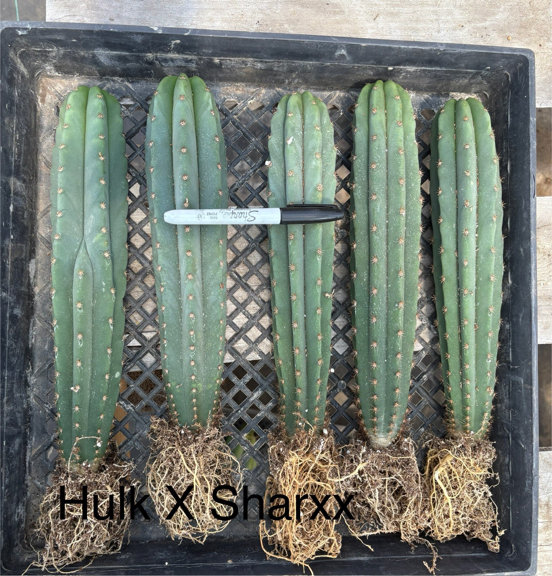 #EC185 EXACT Trichocereus Hybrid BARGAIN SPECIAL Cactus Bare Root Specimens-Cactus - Large - Exact-The Succulent Source