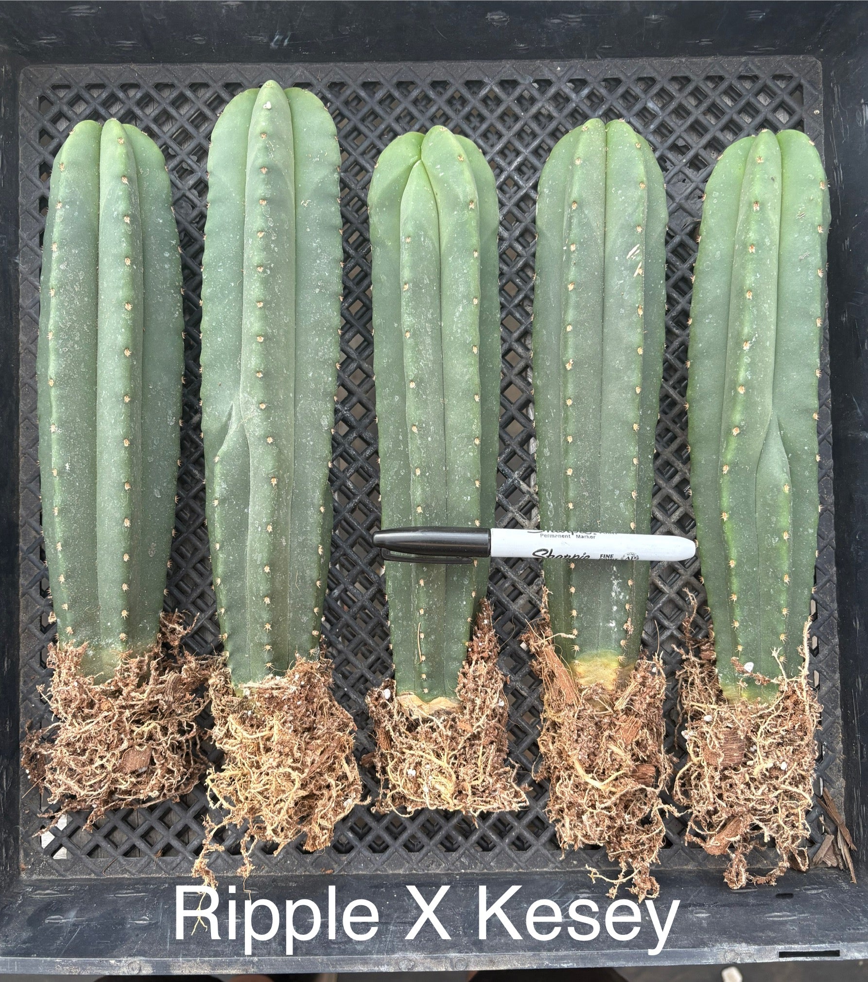 #EC185 EXACT Trichocereus Hybrid BARGAIN SPECIAL Cactus Bare Root Specimens-Cactus - Large - Exact-The Succulent Source