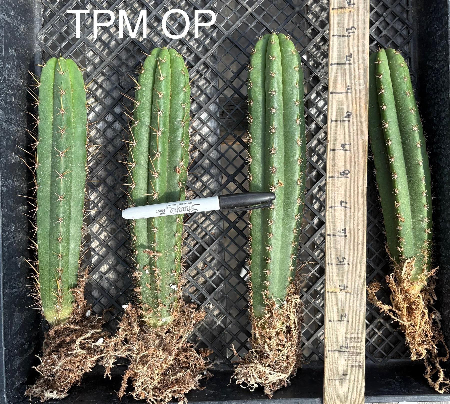 #EC185 EXACT Trichocereus Hybrid BARGAIN SPECIAL Cactus Bare Root & potted Specimensd-Cactus - Large - Exact-The Succulent Source