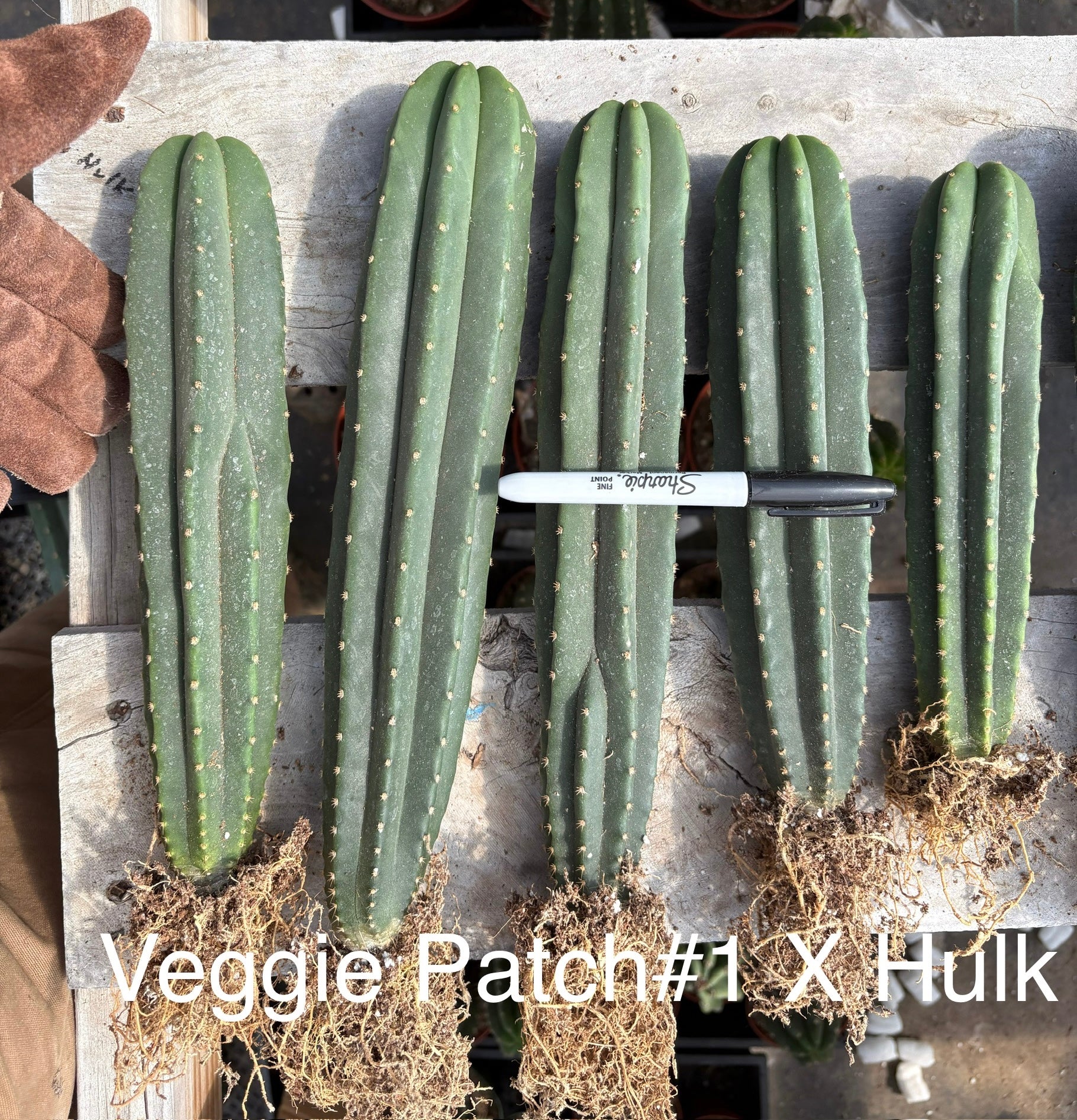 #EC185 EXACT Trichocereus Hybrid BARGAIN SPECIAL Cactus Bare Root Specimens-Cactus - Large - Exact-The Succulent Source