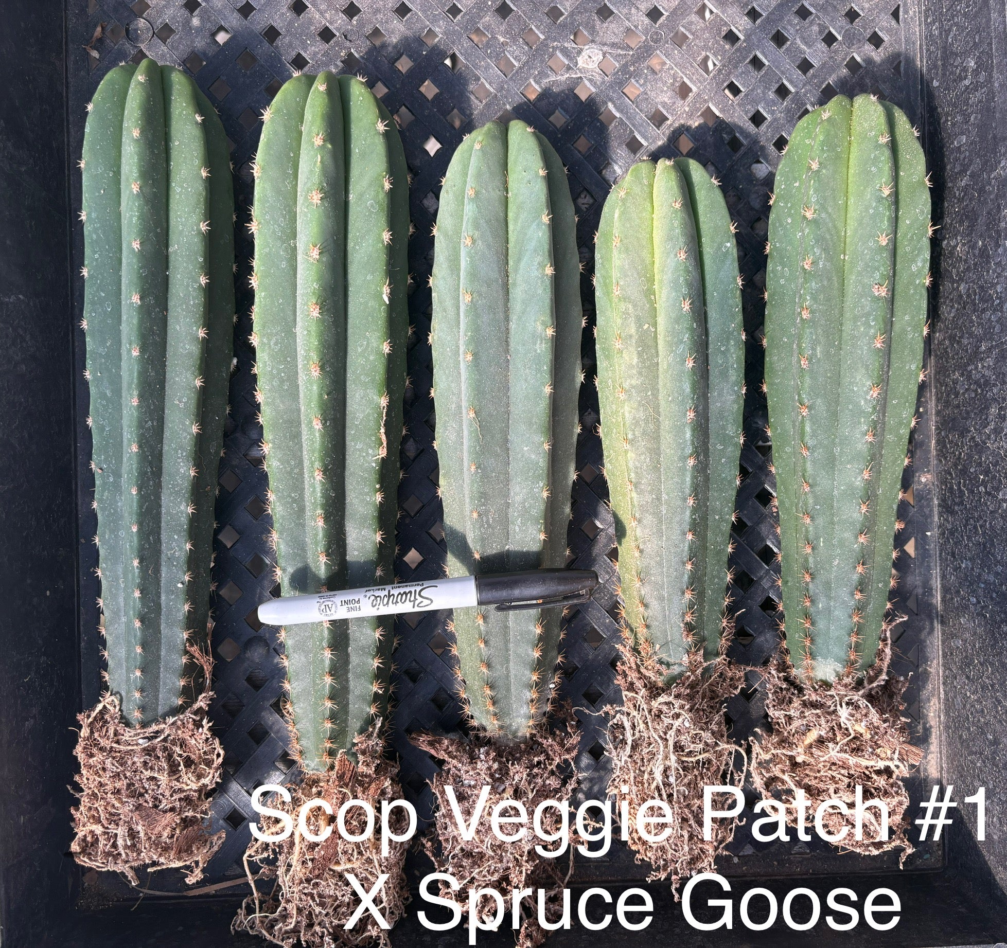 #EC185 EXACT Trichocereus Hybrid BARGAIN SPECIAL Cactus Bare Root Specimens-Cactus - Large - Exact-The Succulent Source
