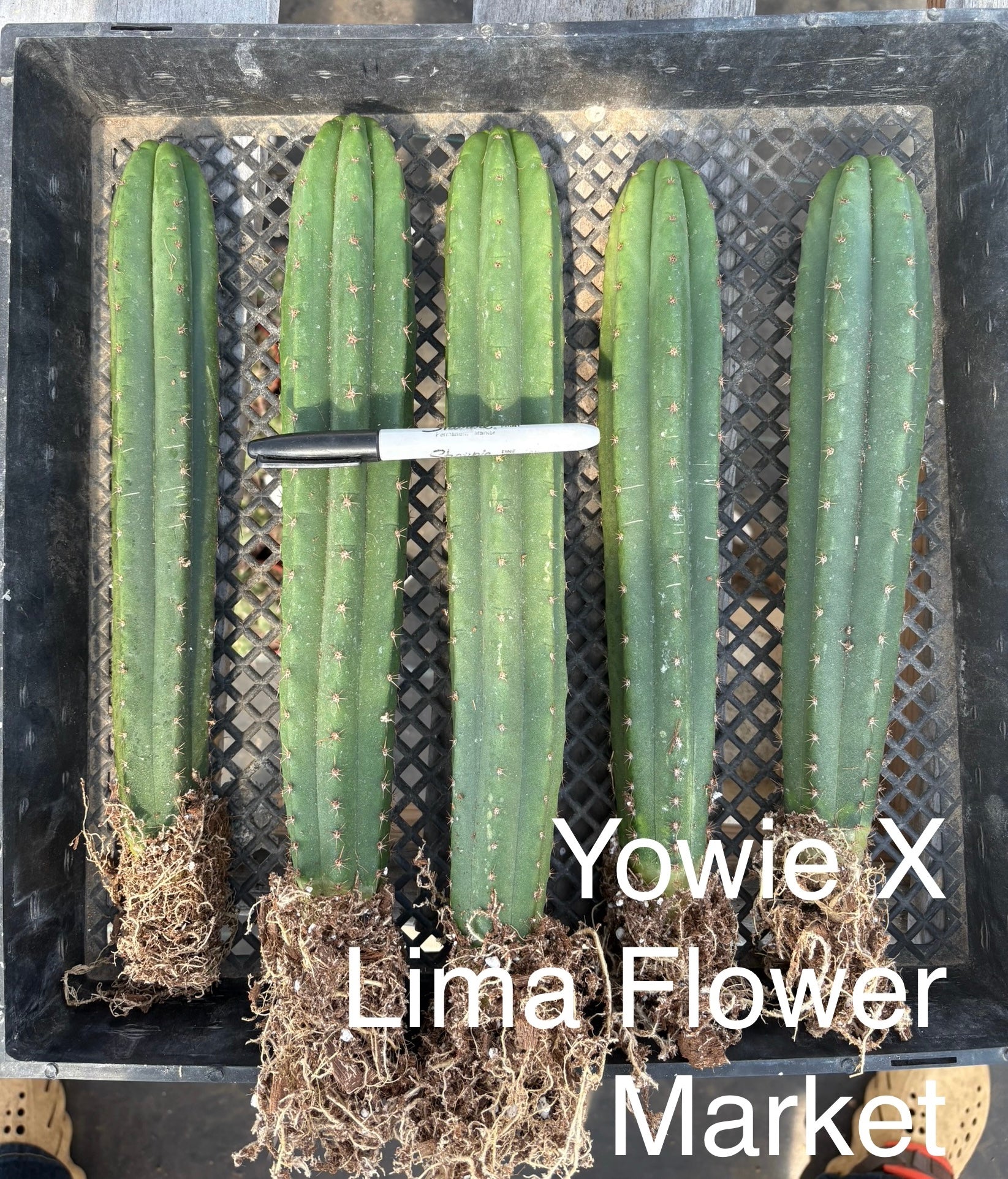 #EC185 EXACT Trichocereus Hybrid BARGAIN SPECIAL Cactus Bare Root Specimens-Cactus - Large - Exact-The Succulent Source