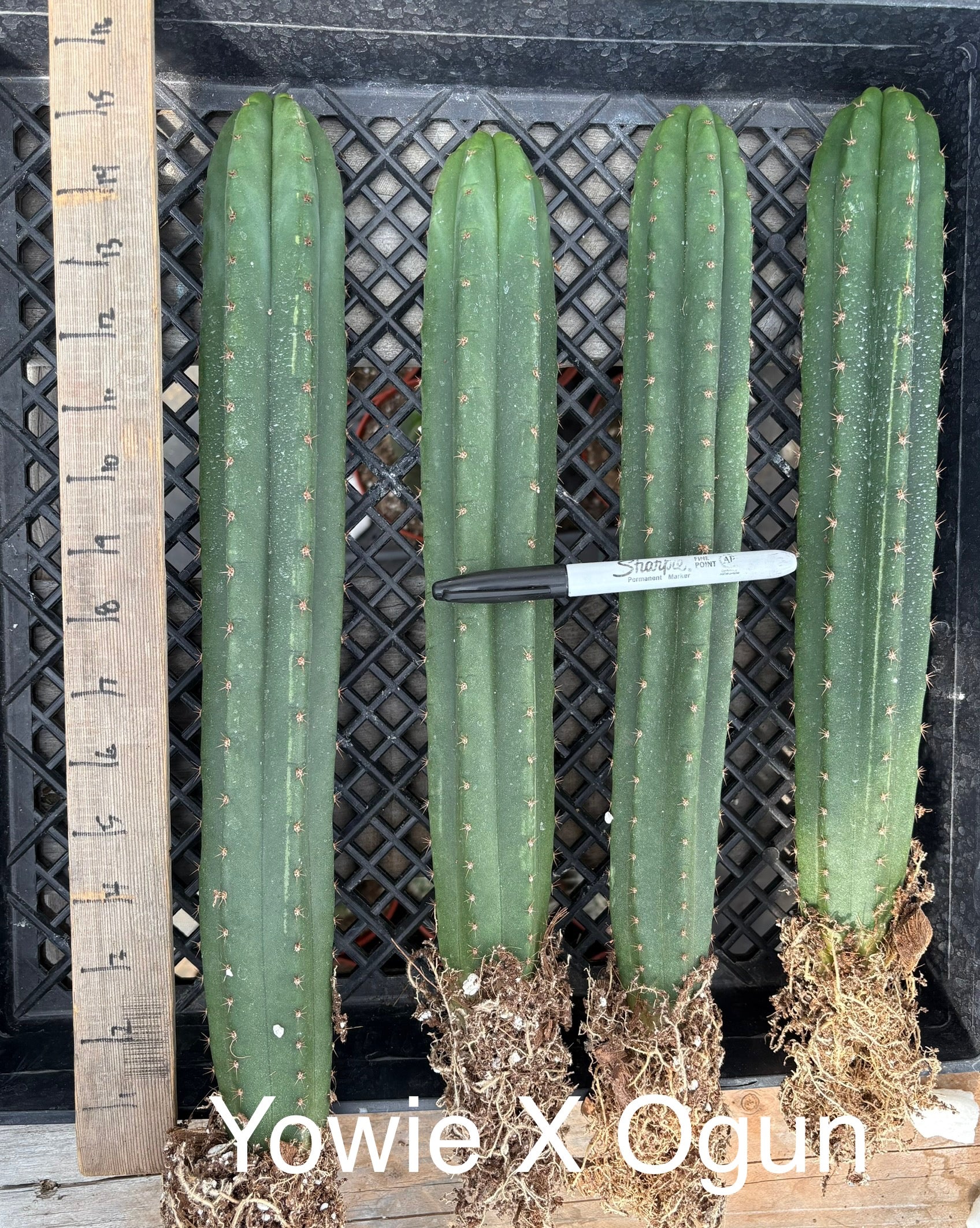 #EC185 EXACT Trichocereus Hybrid BARGAIN SPECIAL Cactus Bare Root & potted Specimensd-Cactus - Large - Exact-The Succulent Source