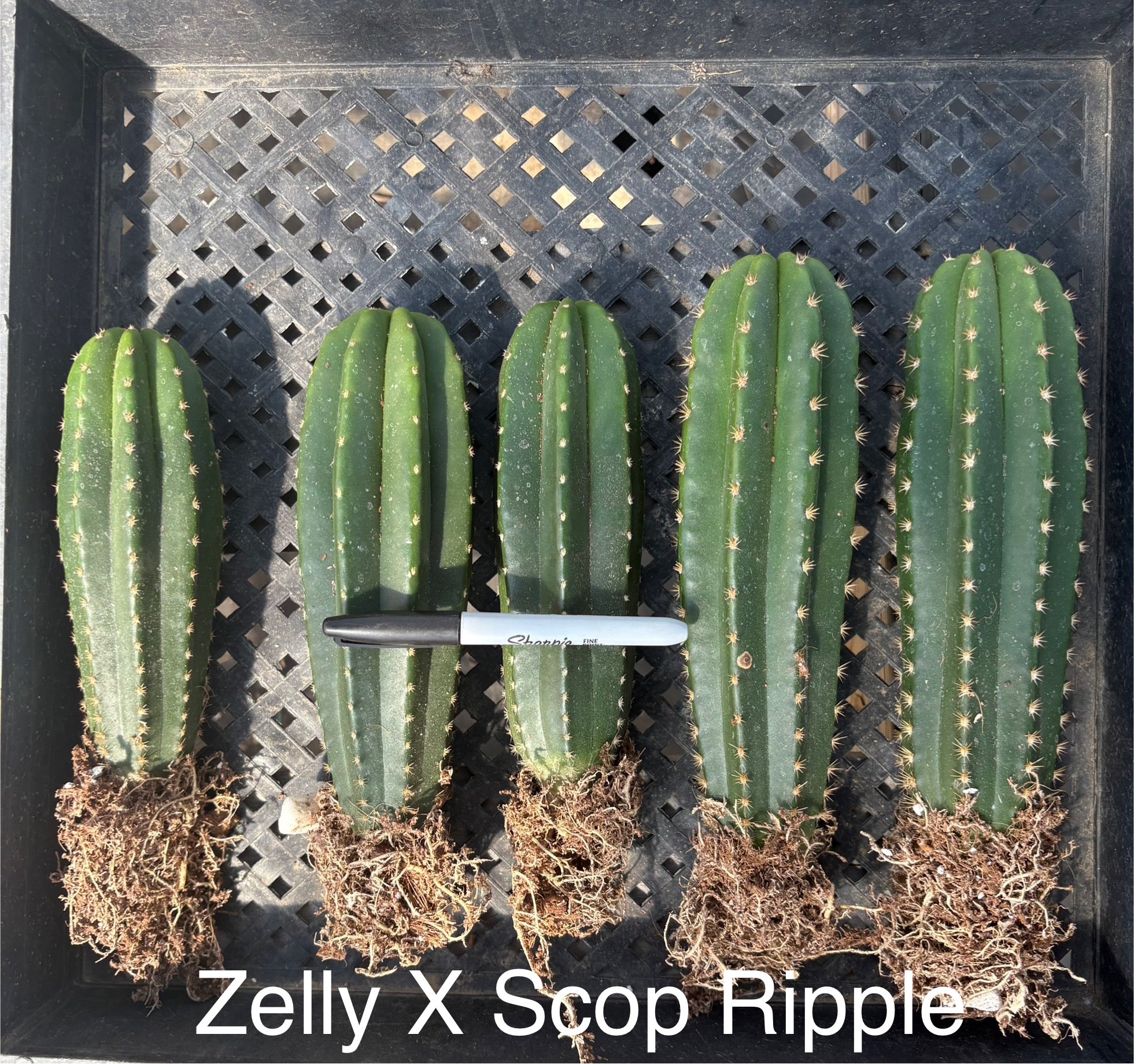 #EC185 EXACT Trichocereus Hybrid BARGAIN SPECIAL Cactus Bare Root Specimens-Cactus - Large - Exact-The Succulent Source
