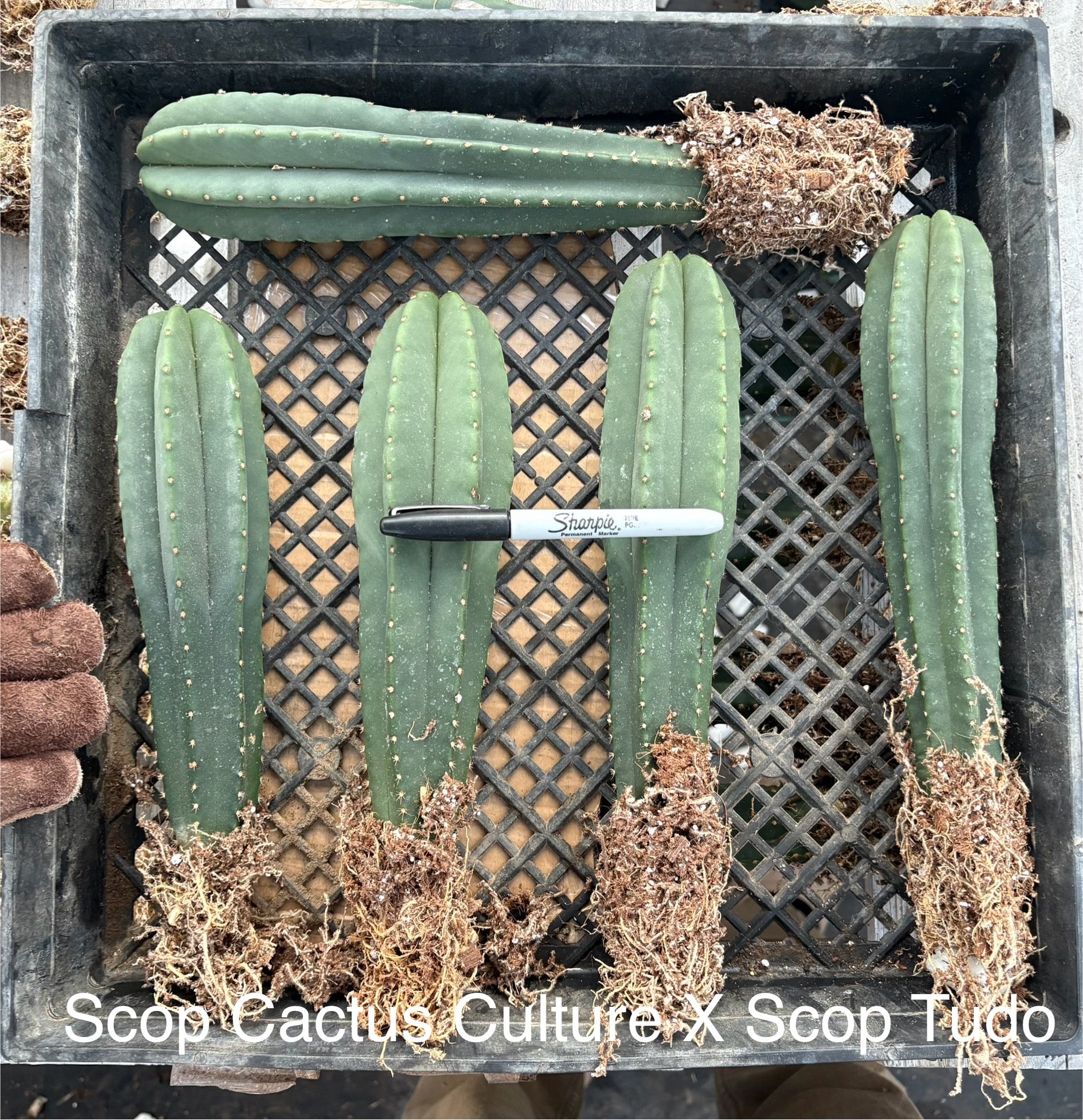 #EC185 Trichocereus Hybrid BARGAIN SPECIAL Cactus Bare Root Specimens-Cactus - Large - Exact-The Succulent Source