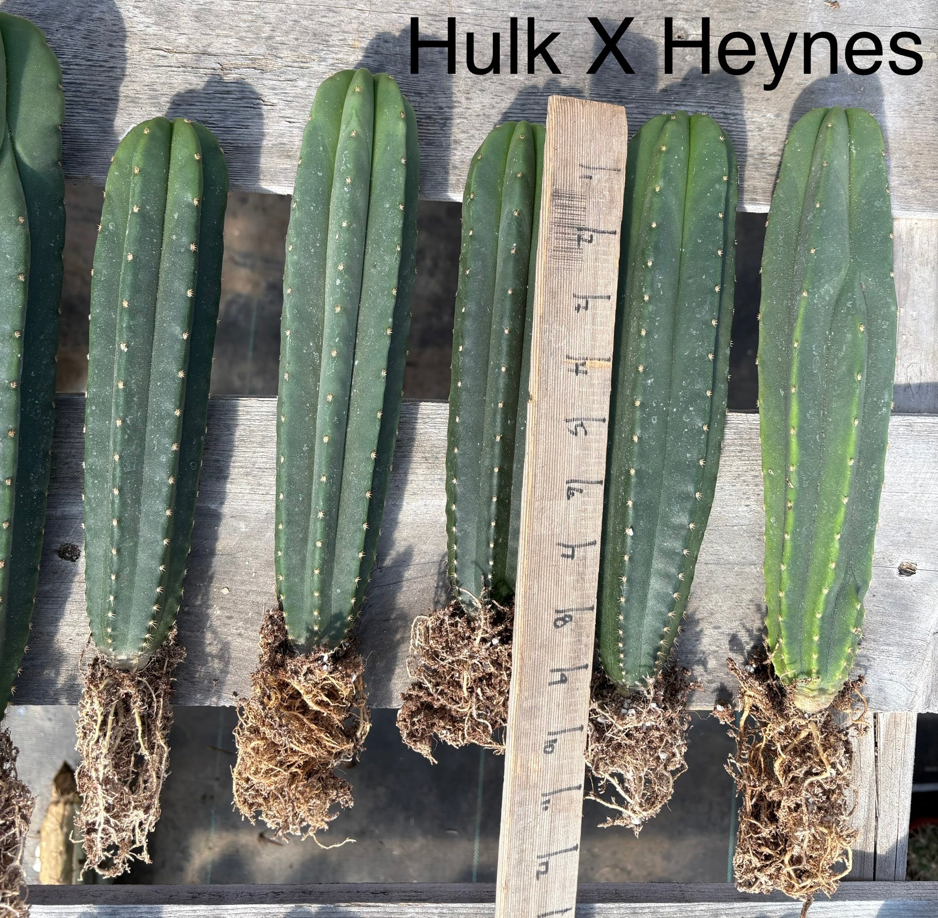 #EC185 EXACT Trichocereus Hybrid BARGAIN SPECIAL Cactus Bare Root & potted Specimensd-Cactus - Large - Exact-The Succulent Source
