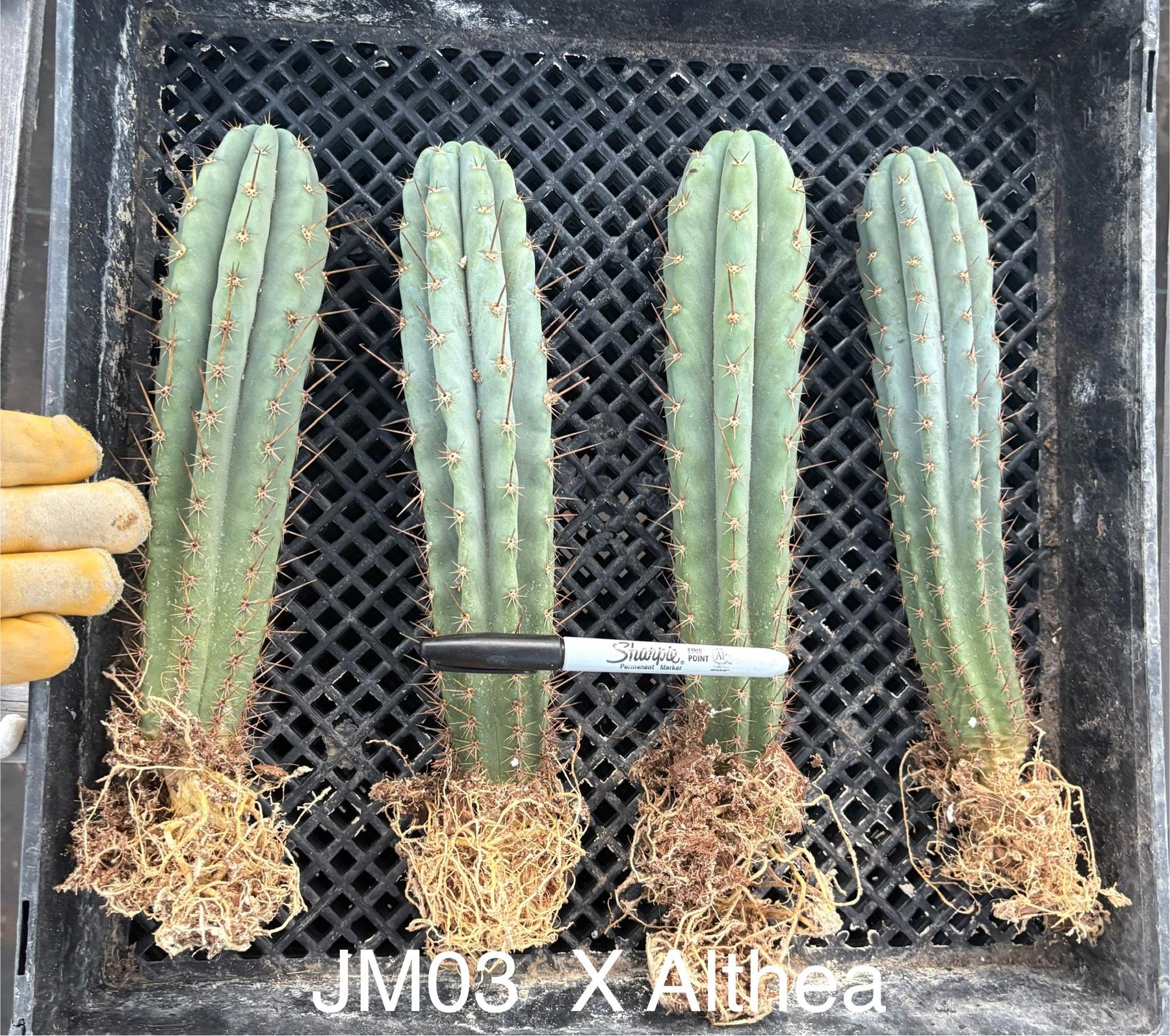 #EC185 Trichocereus Hybrid BARGAIN SPECIAL Cactus Bare Root Specimens-Cactus - Large - Exact-The Succulent Source