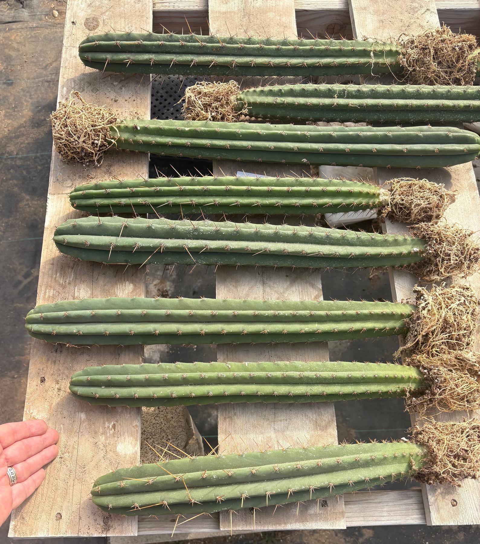 #EC185 EXACT Trichocereus Hybrid BARGAIN SPECIAL Cactus Bare Root & potted Specimens-Cactus - Large - Exact-The Succulent Source