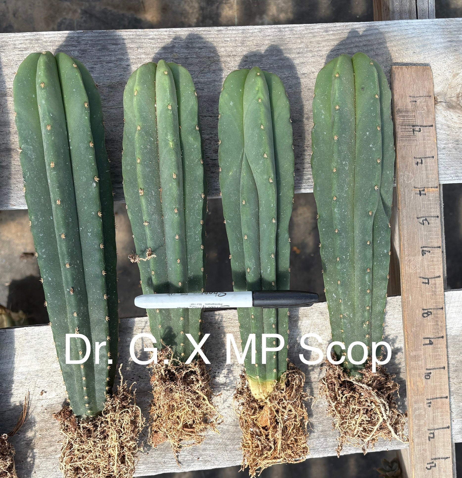 #EC185 EXACT Trichocereus Hybrid BARGAIN SPECIAL Cactus Bare Root & potted Specimensd-Cactus - Large - Exact-The Succulent Source