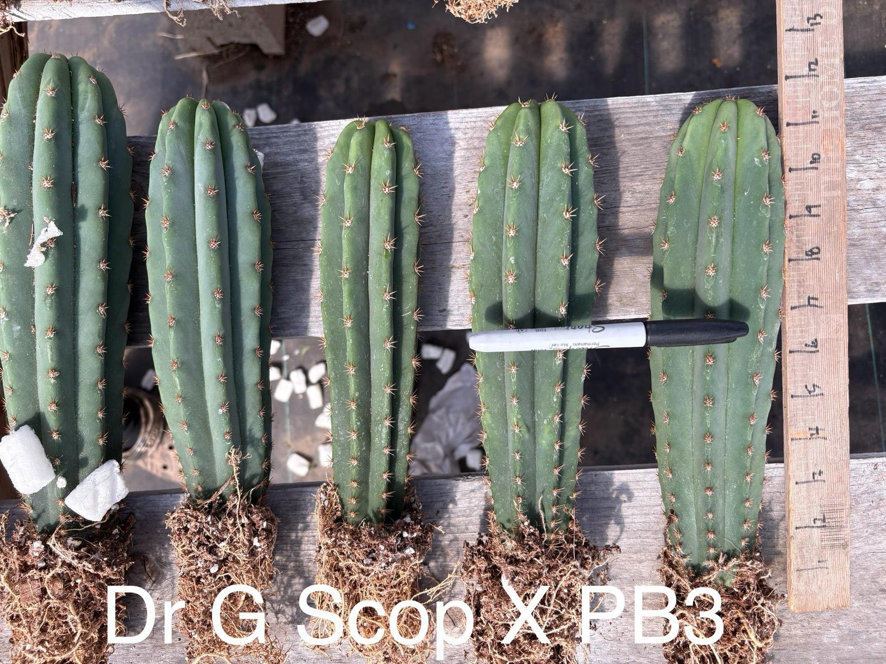 #EC185 EXACT Trichocereus Hybrid BARGAIN SPECIAL Cactus Bare Root & potted Specimensd-Cactus - Large - Exact-The Succulent Source