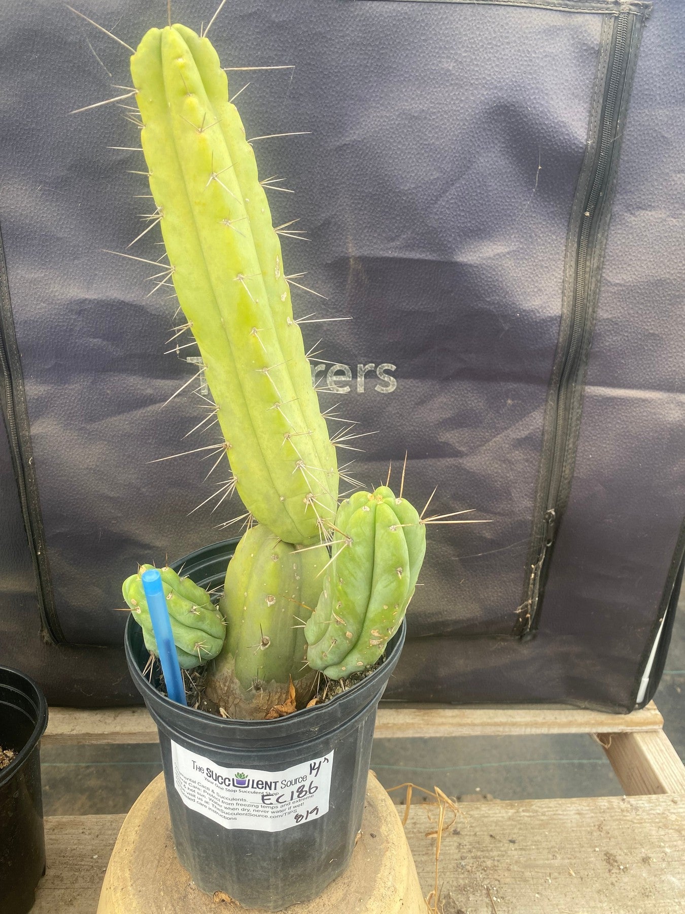 #EC186 EXACT Trichocereus Bridgesii Ornamental Cactus 14”-Cactus - Large - Exact-The Succulent Source