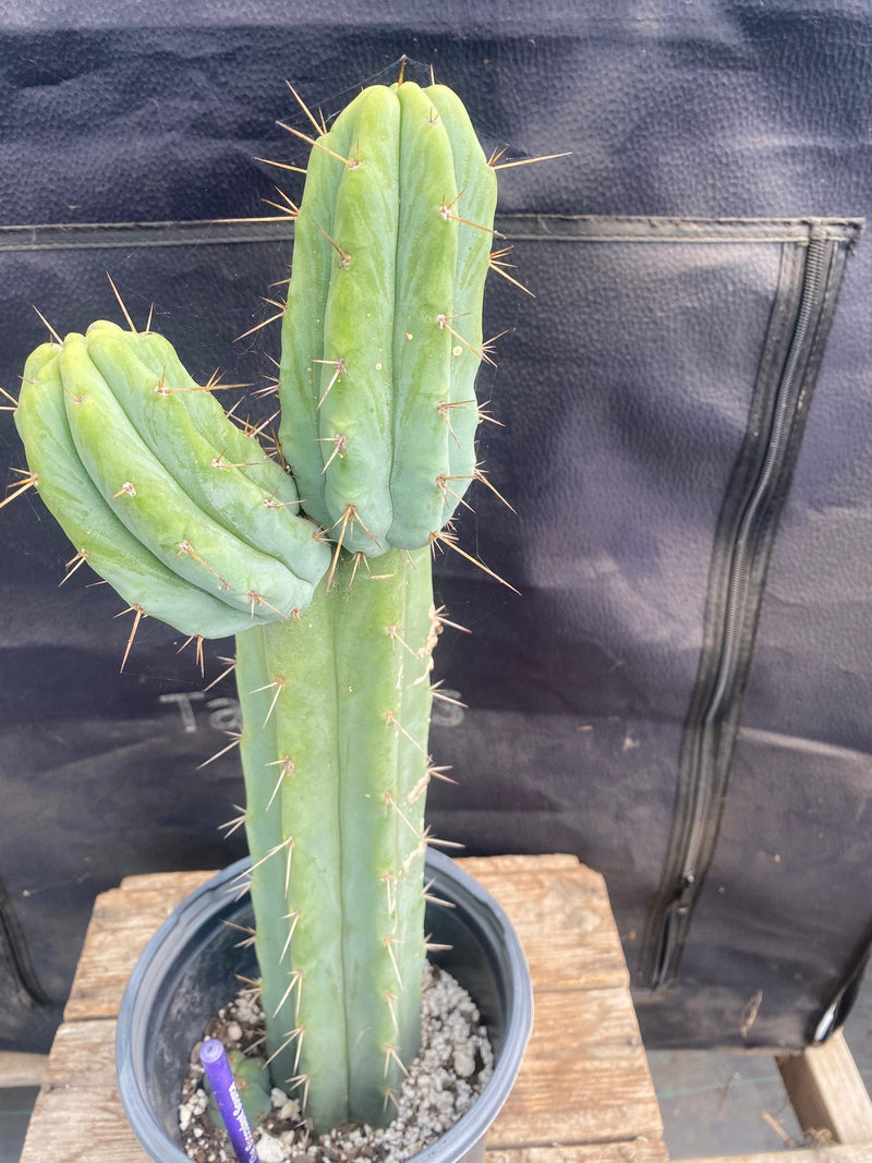 #EC186 EXACT Trichocereus Bridgesii  Ornamental Cactus 16”