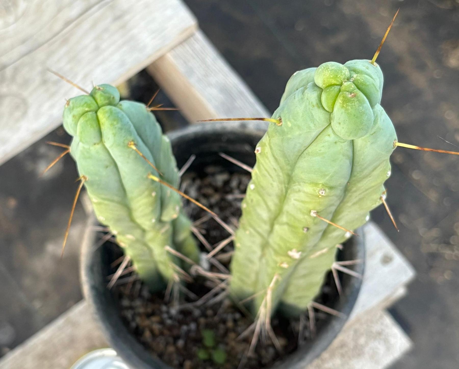#EC186 EXACT Trichocereus Jiimz Bridgesii Cactus 13” & 11”-Cactus - Large - Exact-The Succulent Source