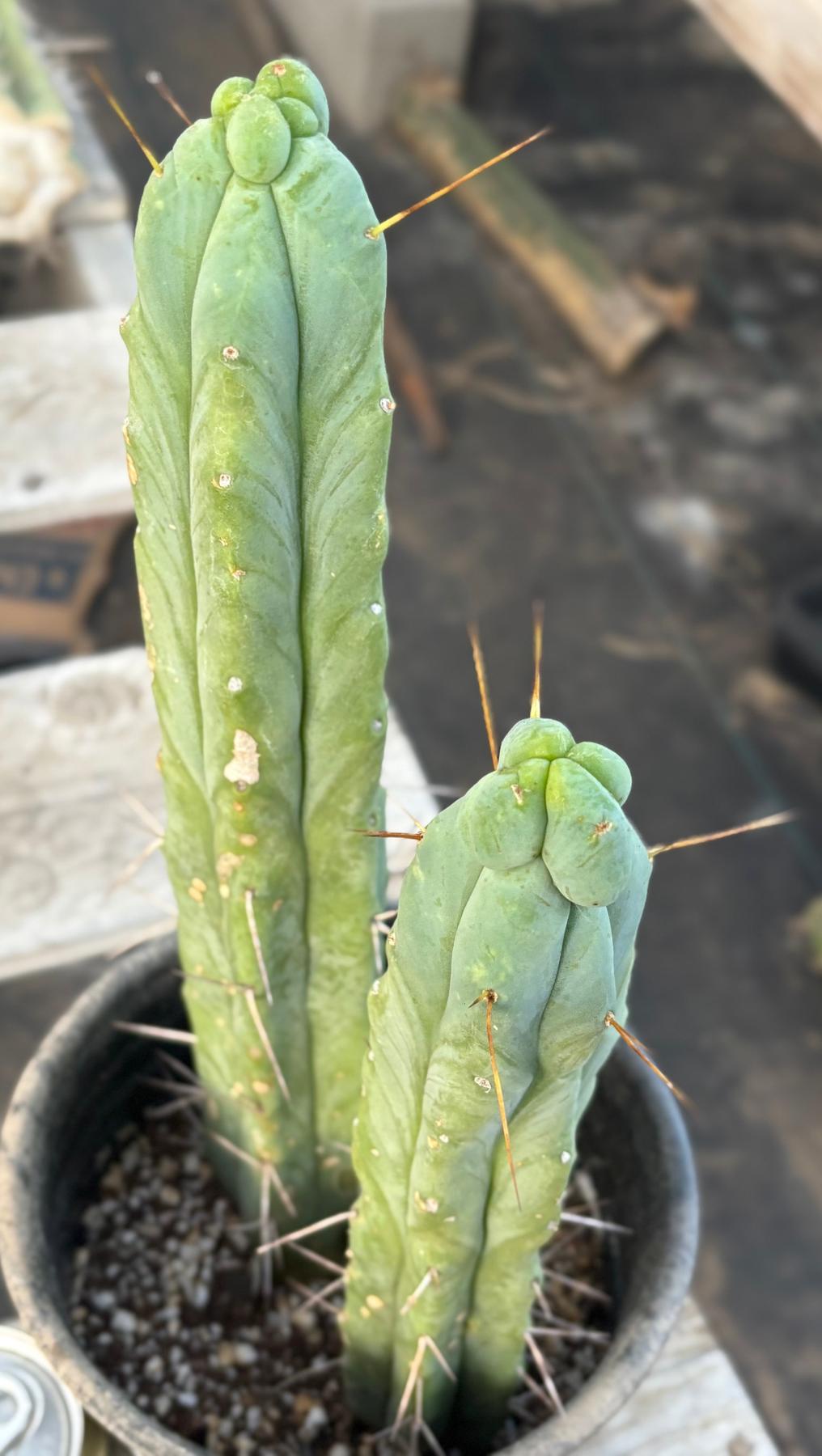 #EC186 EXACT Trichocereus Jiimz Bridgesii Cactus 13” & 11”-Cactus - Large - Exact-The Succulent Source