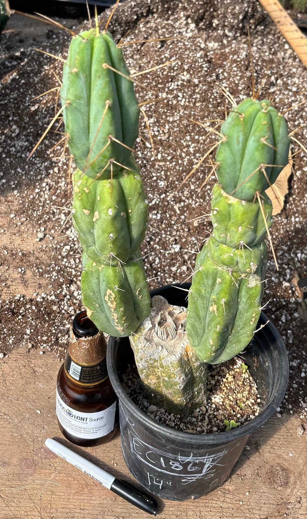 #EC186 EXACT Trichocereus Jiimz Bridgesii Cactus 17”-Cactus - Large - Exact-The Succulent Source