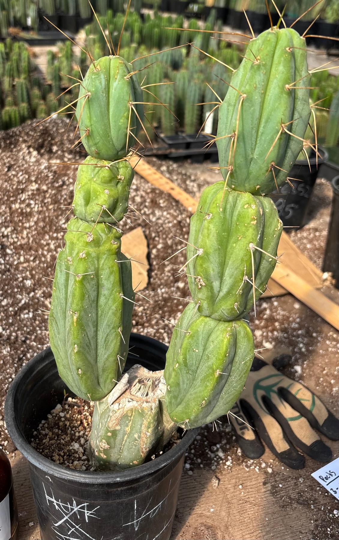 #EC186 EXACT Trichocereus Jiimz Bridgesii Cactus 17”-Cactus - Large - Exact-The Succulent Source