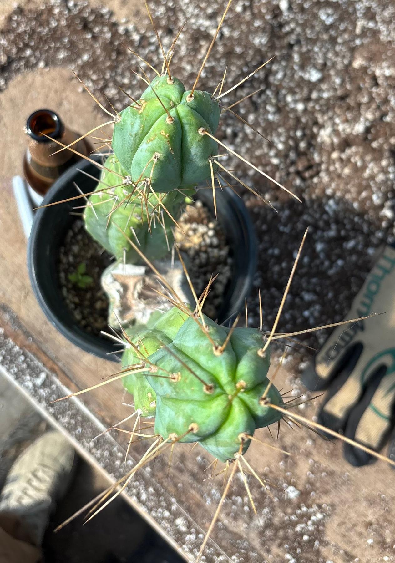 #EC186 EXACT Trichocereus Jiimz Bridgesii Cactus 17”-Cactus - Large - Exact-The Succulent Source