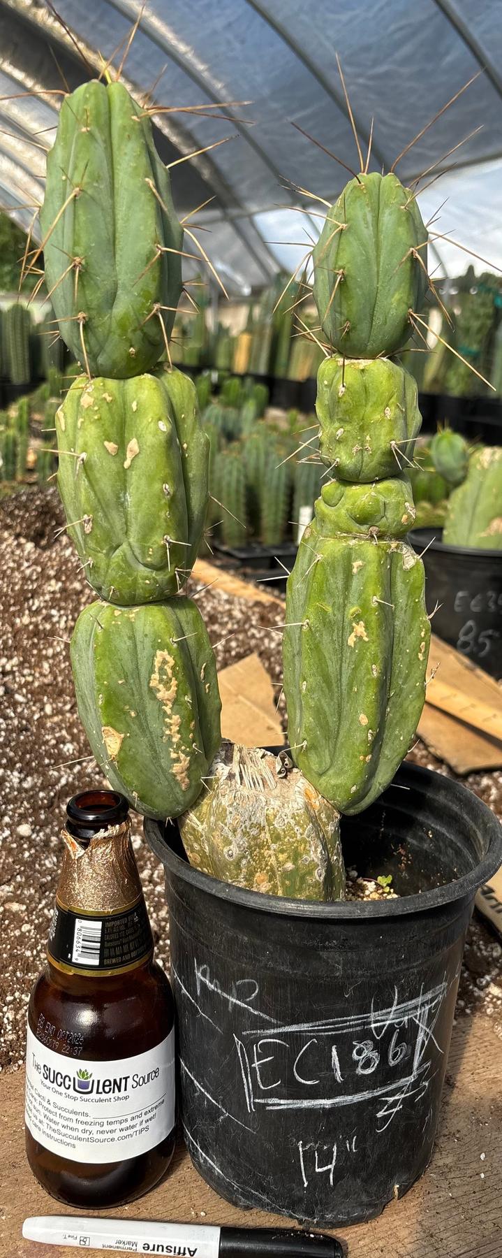 #EC186 EXACT Trichocereus Jiimz Bridgesii Cactus 17”-Cactus - Large - Exact-The Succulent Source