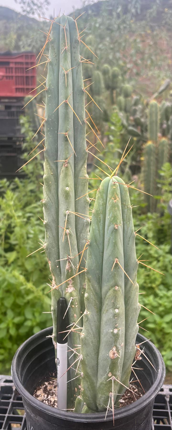 #EC186 EXACT Trichocereus Jiimz Bridgesii Cactus 17.5”-Cactus - Large - Exact-The Succulent Source