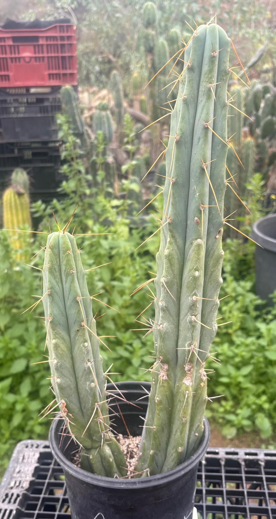 #EC186 EXACT Trichocereus Jiimz Bridgesii Cactus 17.5”-Cactus - Large - Exact-The Succulent Source