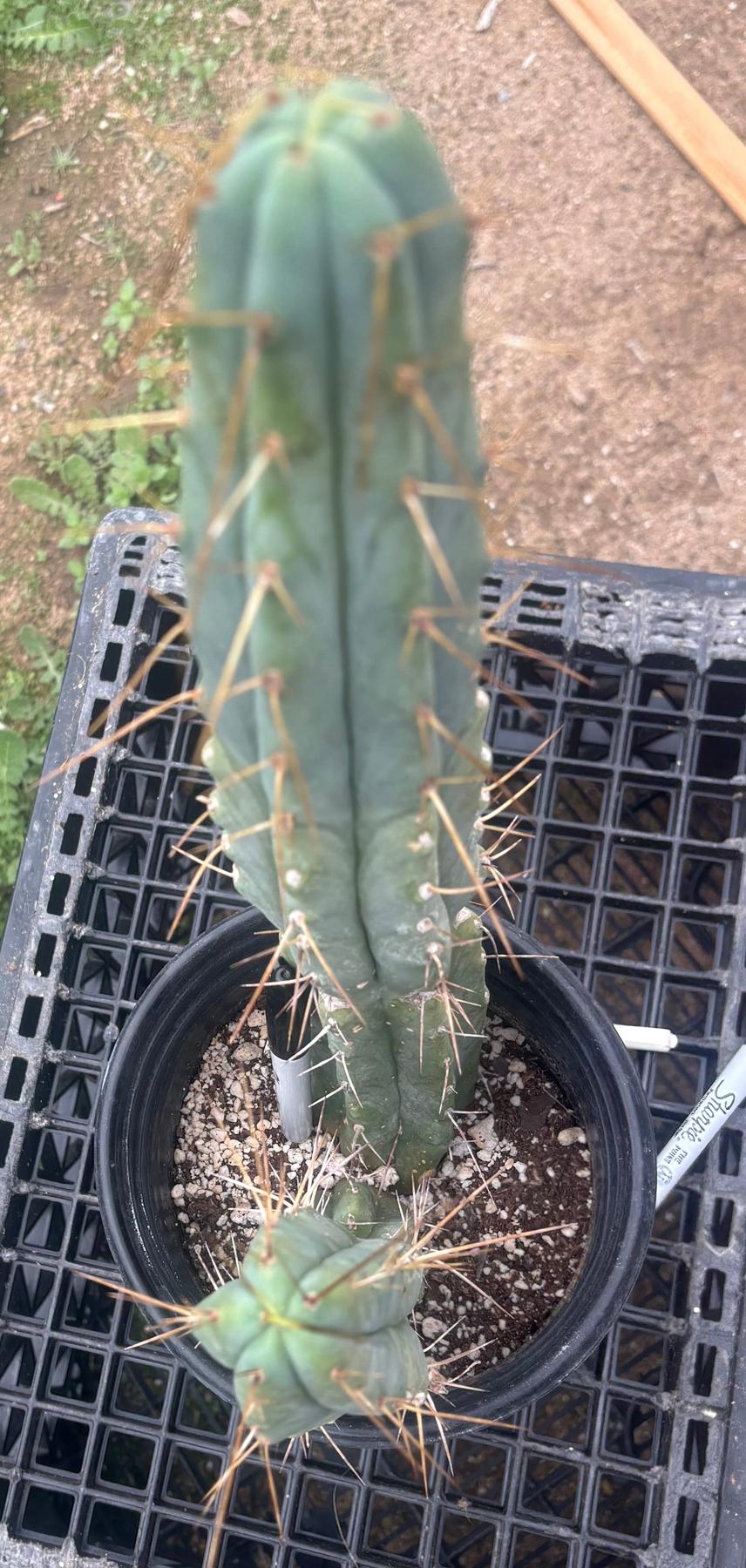 #EC186 EXACT Trichocereus Jiimz Bridgesii Cactus 17.5”-Cactus - Large - Exact-The Succulent Source