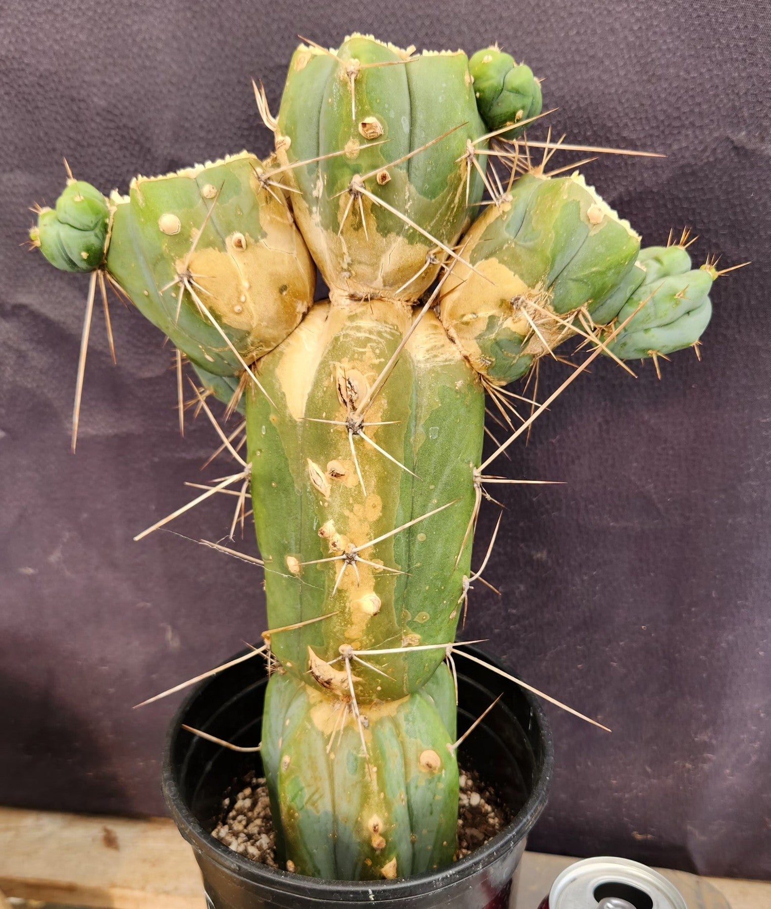 #EC186 EXACT Trichocereus Jiimz Bridgesii Clump Cactus 13"-Cactus - Large - Exact-The Succulent Source