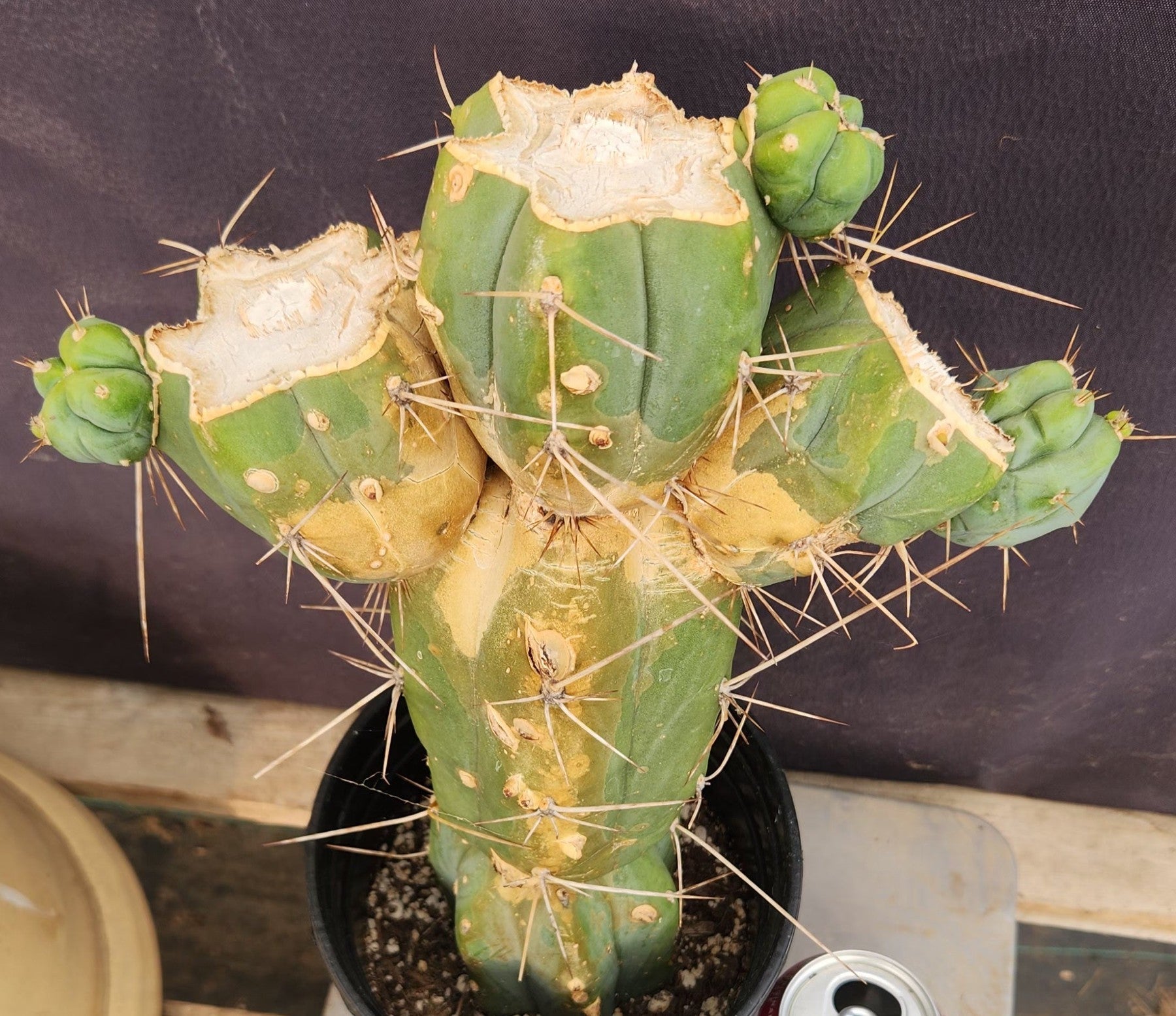 #EC186 EXACT Trichocereus Jiimz Bridgesii Clump Cactus 13"-Cactus - Large - Exact-The Succulent Source