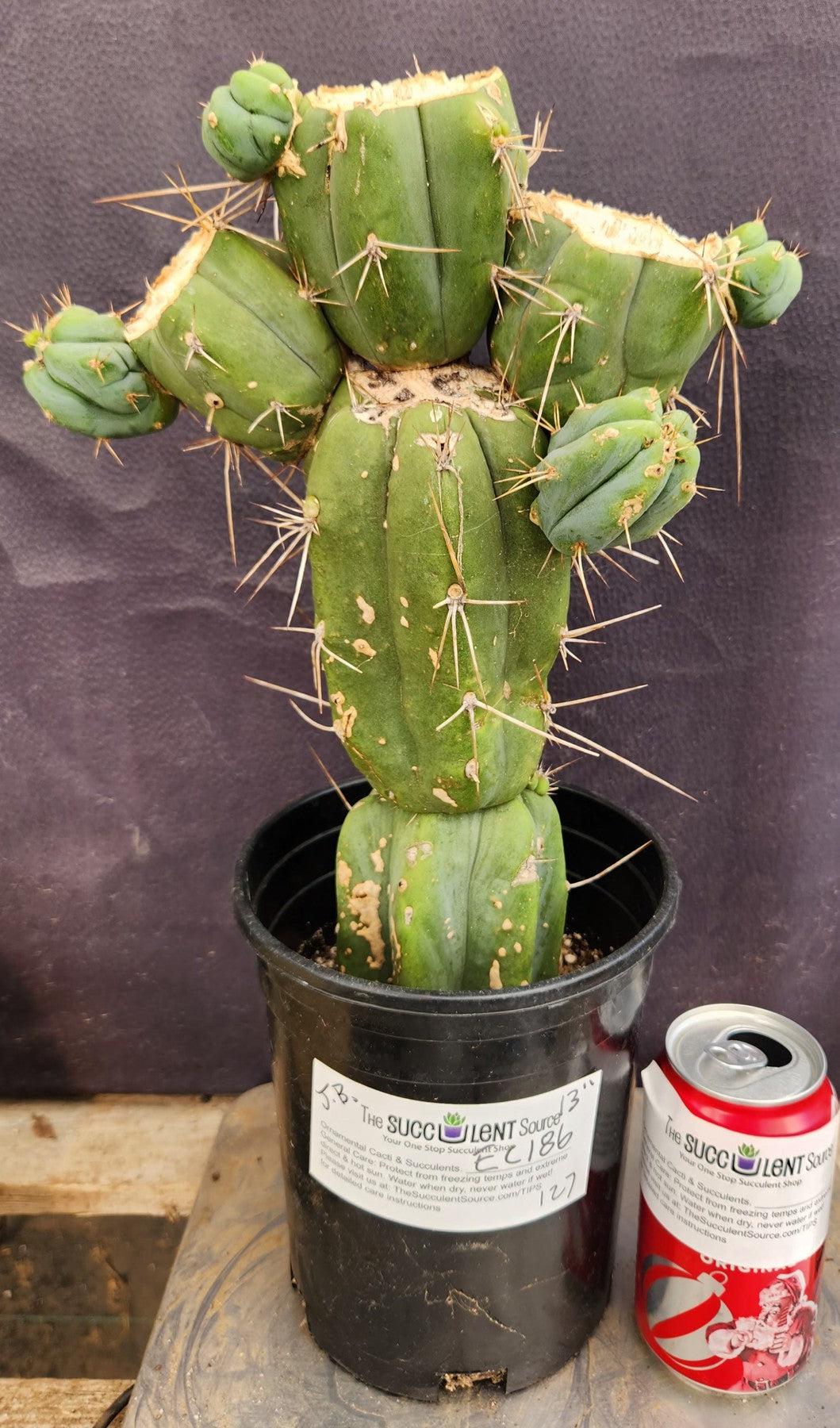 #EC186 EXACT Trichocereus Jiimz Bridgesii Clump Cactus 13"-Cactus - Large - Exact-The Succulent Source