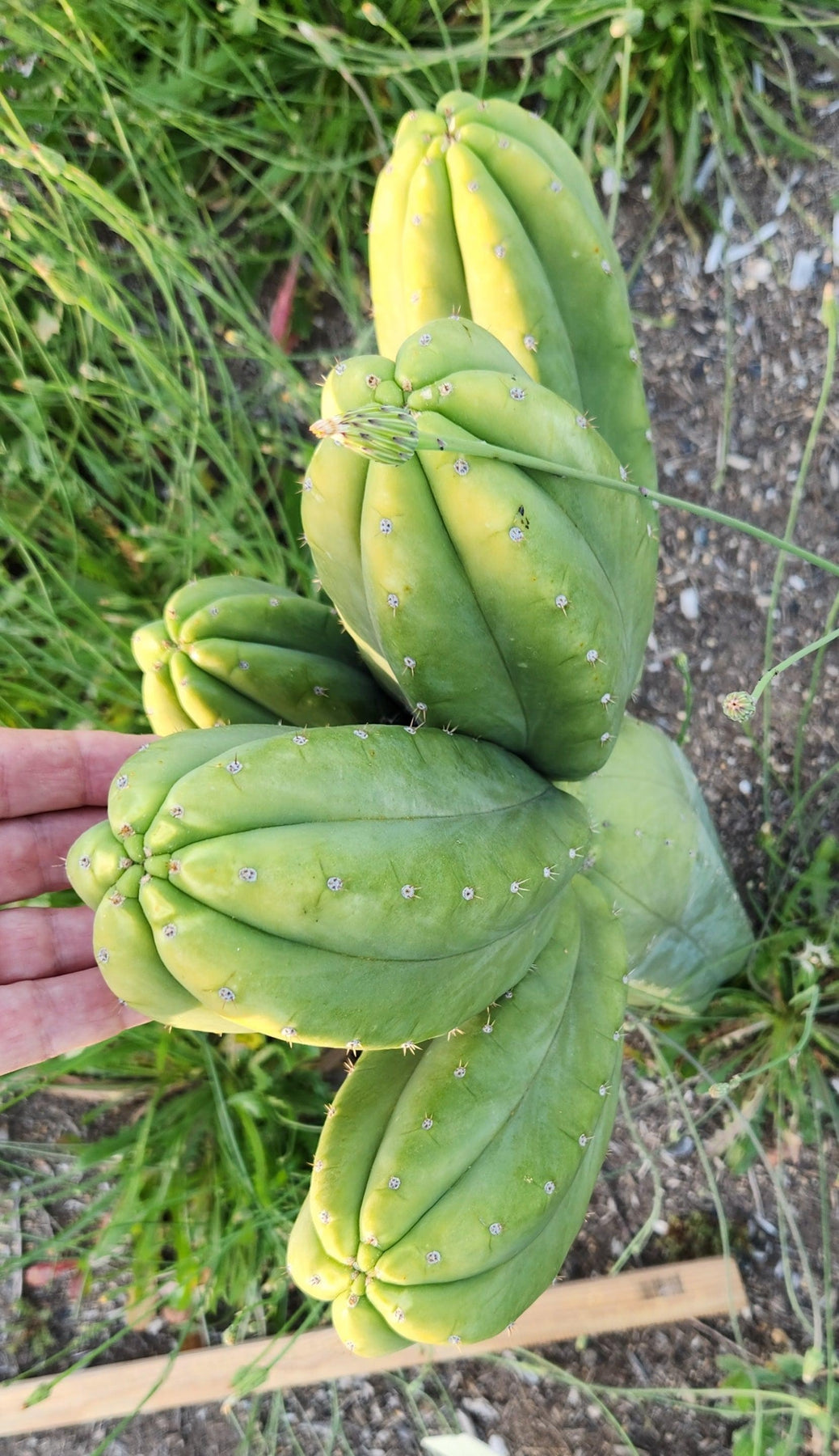 #EC187 EXACT Trichocereus Pachanoi Wainui NZ Cactus Cutting 6"-Cactus - Large - Exact-The Succulent Source