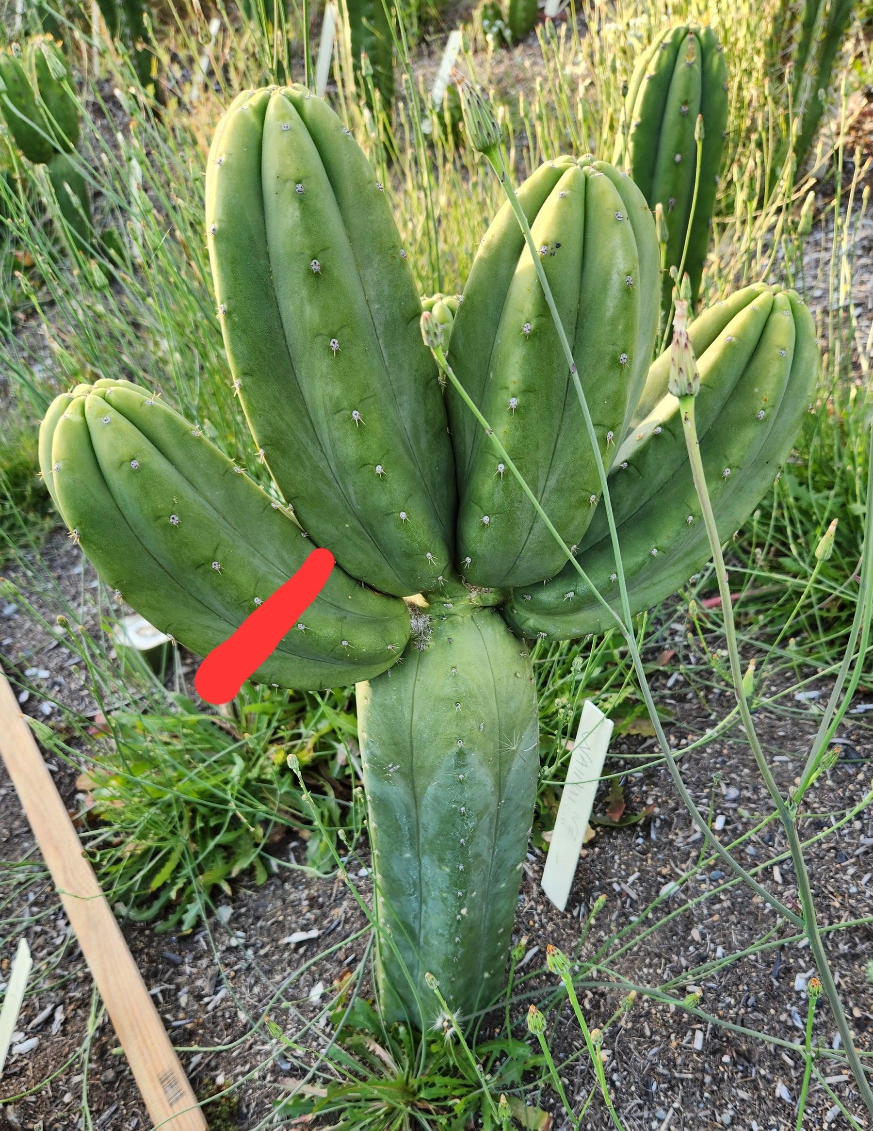 #EC187 EXACT Trichocereus Pachanoi Wainui NZ Cactus Cutting 6"-Cactus - Large - Exact-The Succulent Source