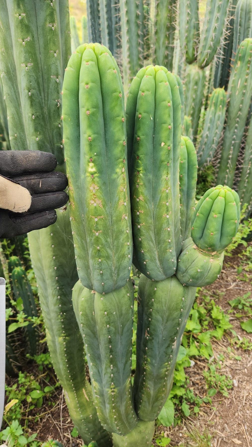 #EC187 EXACT Trichocereus Pachanoi Wainui NZ Cactus Cutting 6"-Cactus - Large - Exact-The Succulent Source