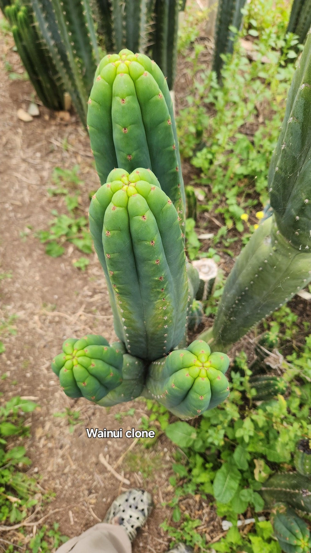 #EC187 EXACT Trichocereus Pachanoi Wainui NZ Cactus Cutting 6"-Cactus - Large - Exact-The Succulent Source