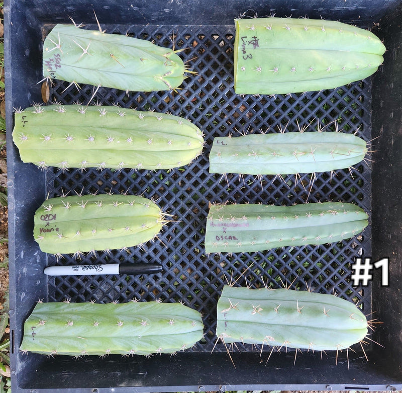 #EC188 EXACT Trichocereus Bargain MIXED Cactus Cutting Lot