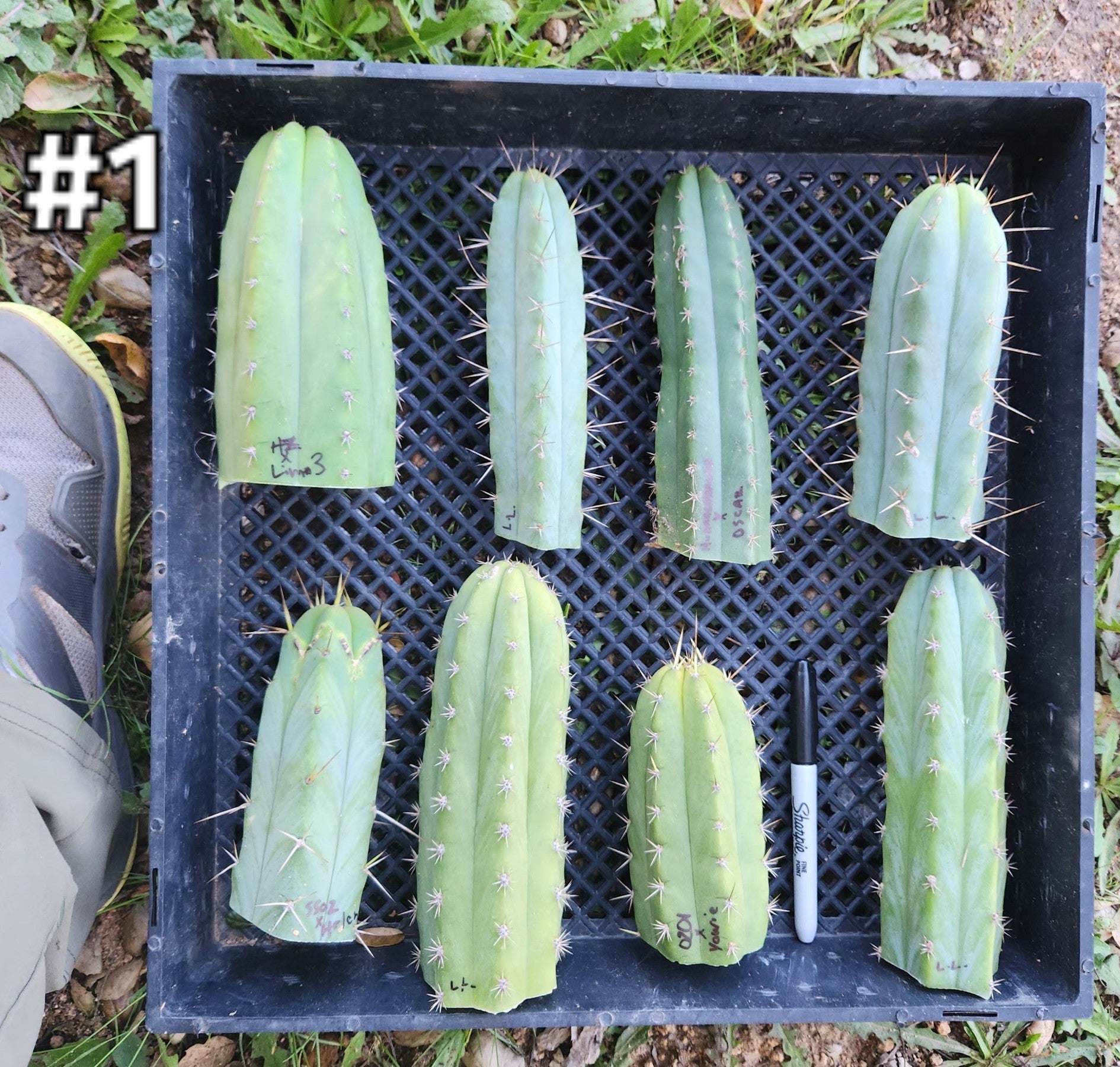 Trichocereus Cactus Ornamental Collection - San Pedro - Bridgesii ...