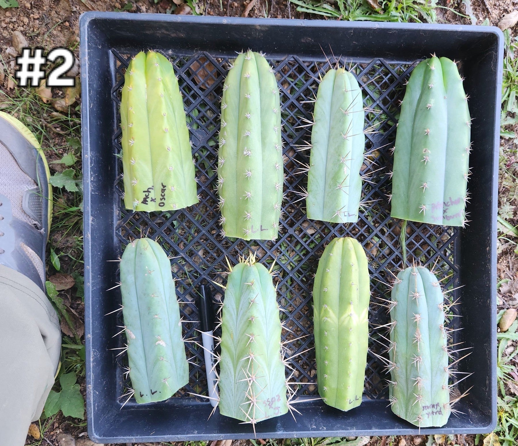 #EC188 EXACT Trichocereus MIXED PREMIUM TLC Cactus Cutting Lot-Cactus - Large - Exact-The Succulent Source