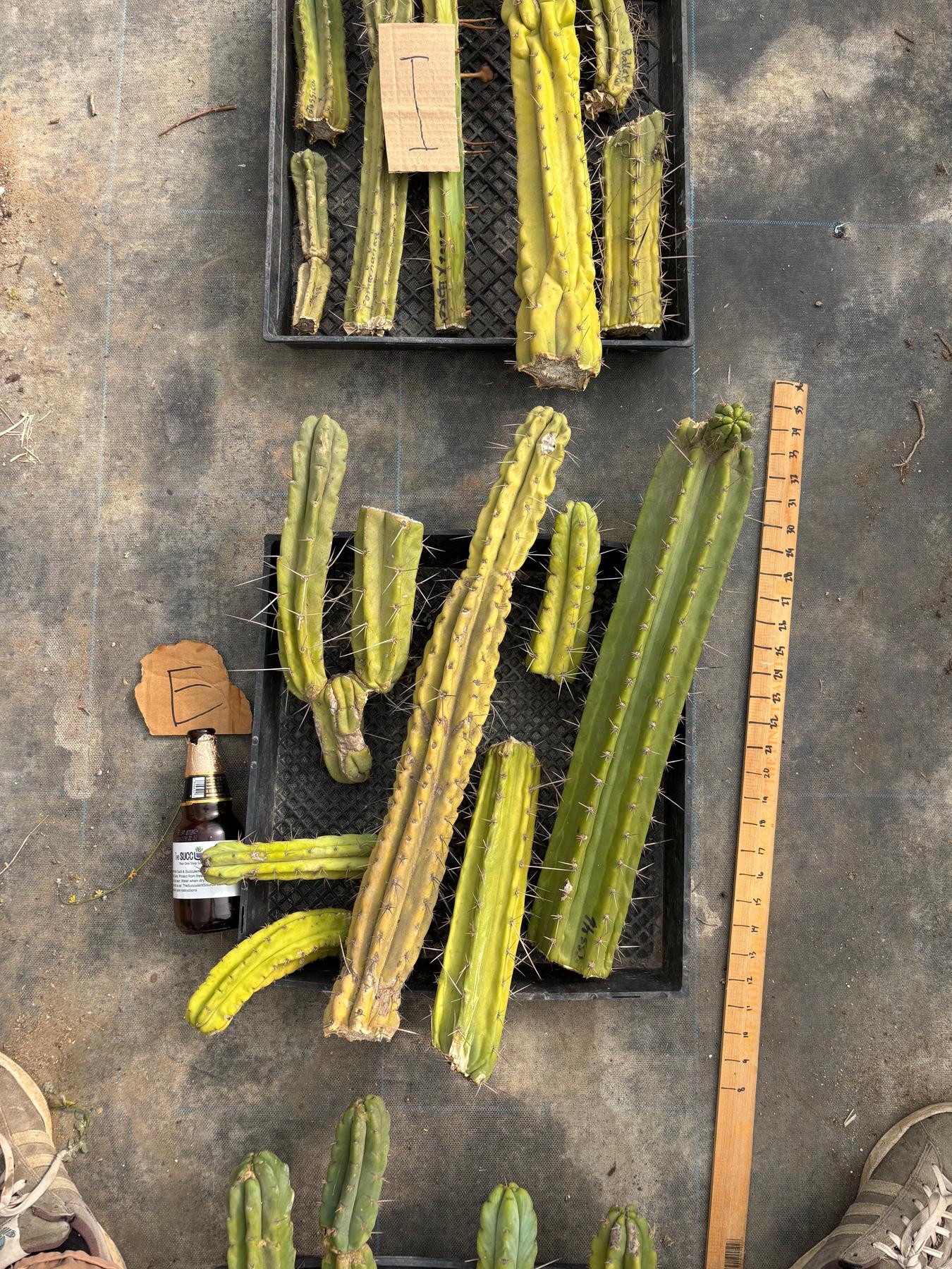 #EC188 EXACT Trichocereus TLC Bargain MIXED Cactus Cutting Lot-Cactus - Large - Exact-The Succulent Source