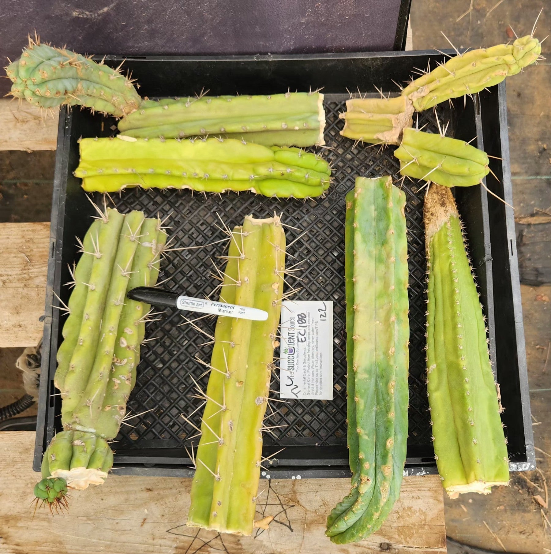 #EC188 EXACT Trichocereus TLC Bargain MIXED Cactus Cutting Lot-Cactus - Large - Exact-The Succulent Source