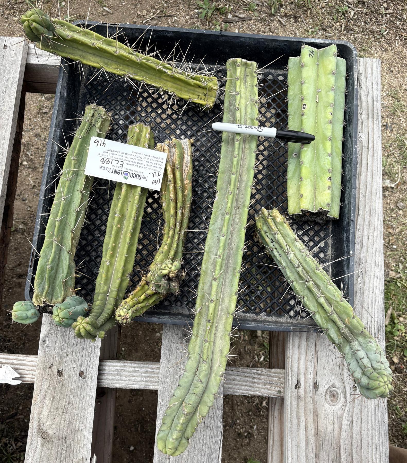 #EC188 EXACT Trichocereus TLC Bargain MIXED Cactus Cutting Lot-Cactus - Large - Exact-The Succulent Source