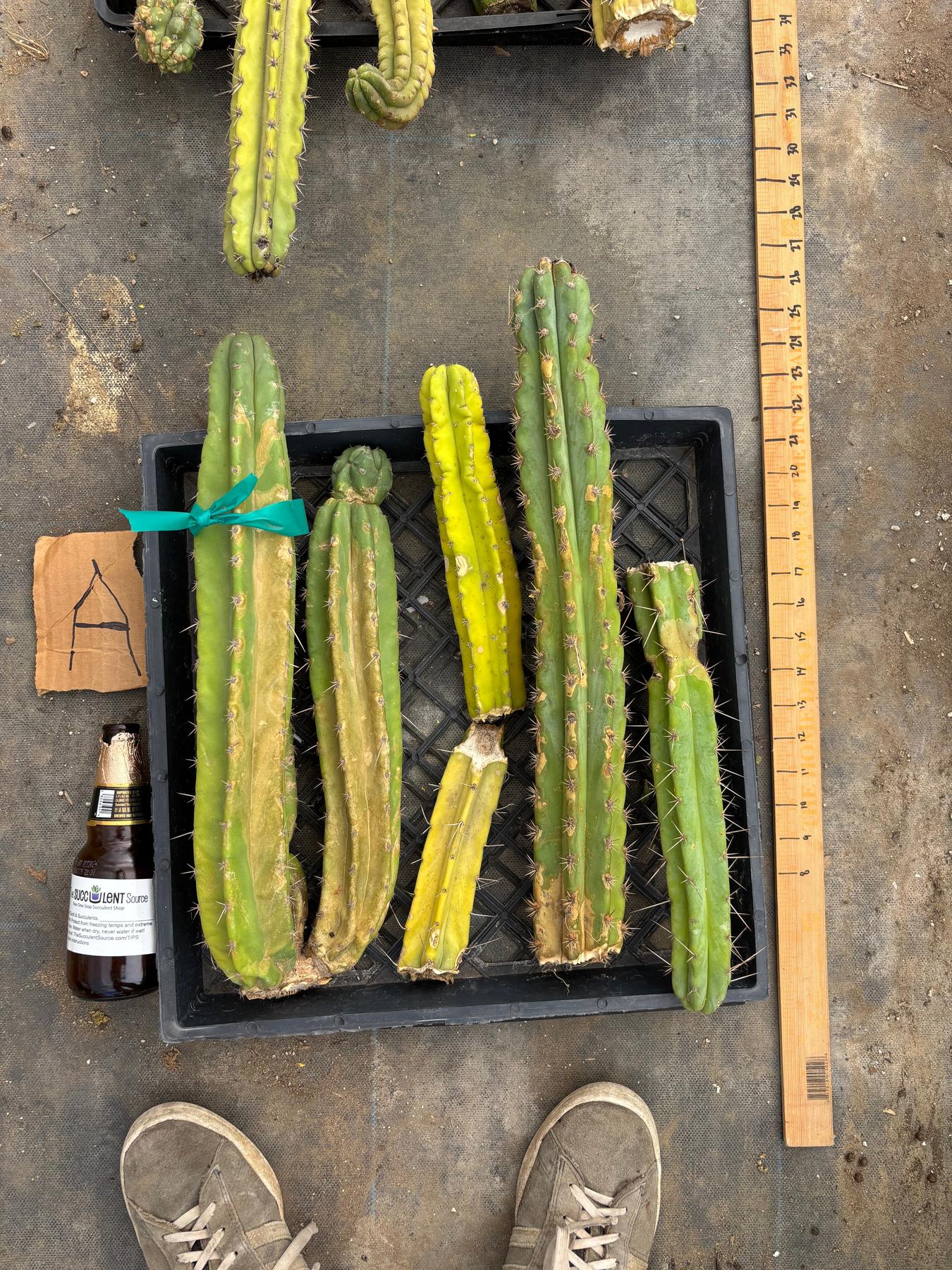 #EC188 EXACT Trichocereus TLC Bargain MIXED Cactus Cutting Lot-Cactus - Large - Exact-The Succulent Source