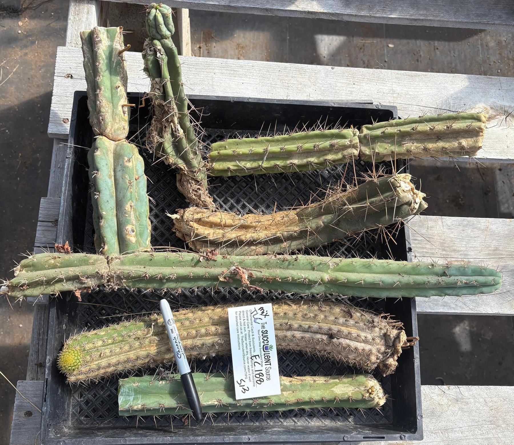 #EC188 EXACT Trichocereus TLC Bargain MIXED Cactus Cutting Lot-Cactus - Large - Exact-The Succulent Source