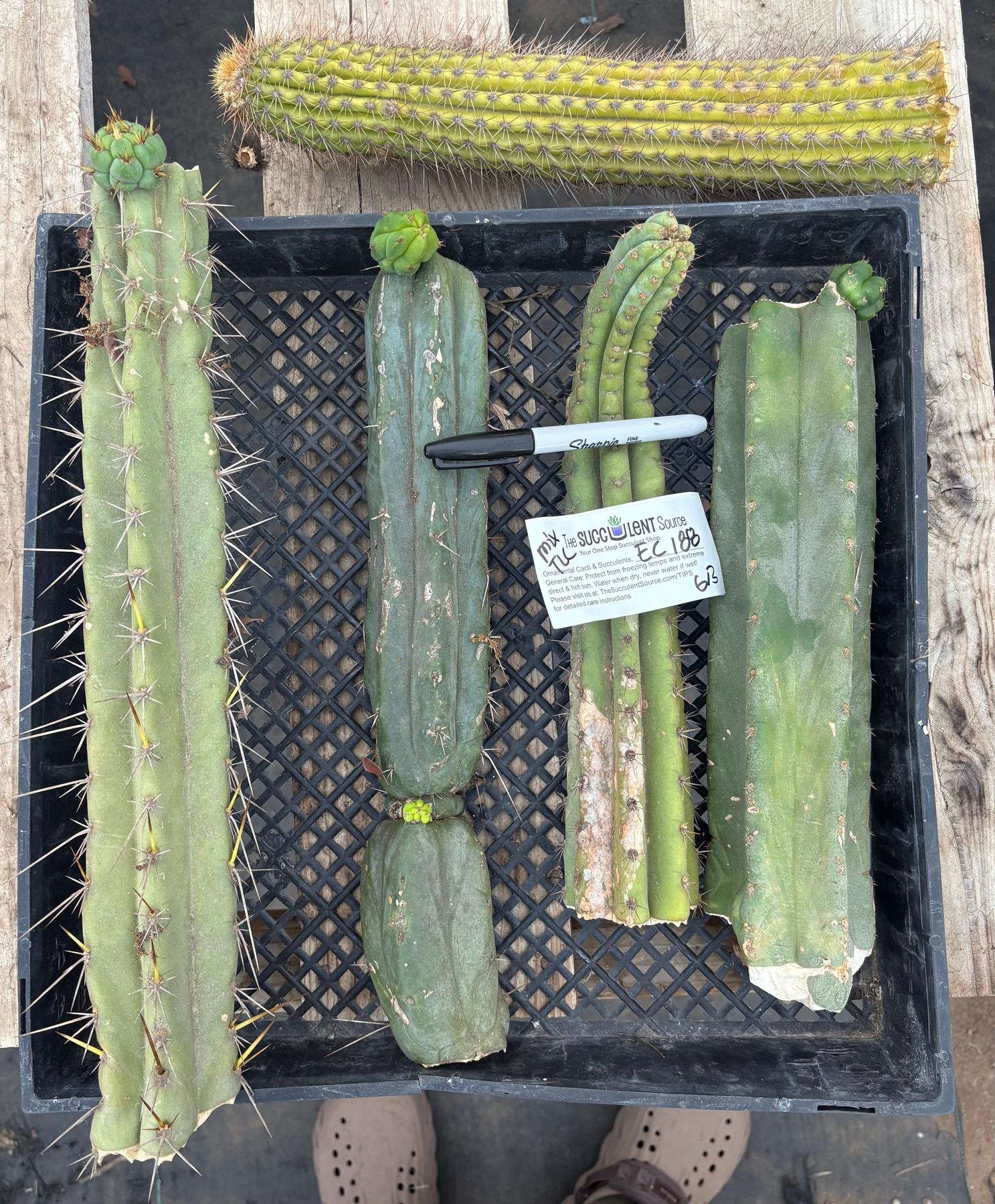 #EC188 EXACT Trichocereus TLC Bargain MIXED Cactus Cutting Lot-Cactus - Large - Exact-The Succulent Source