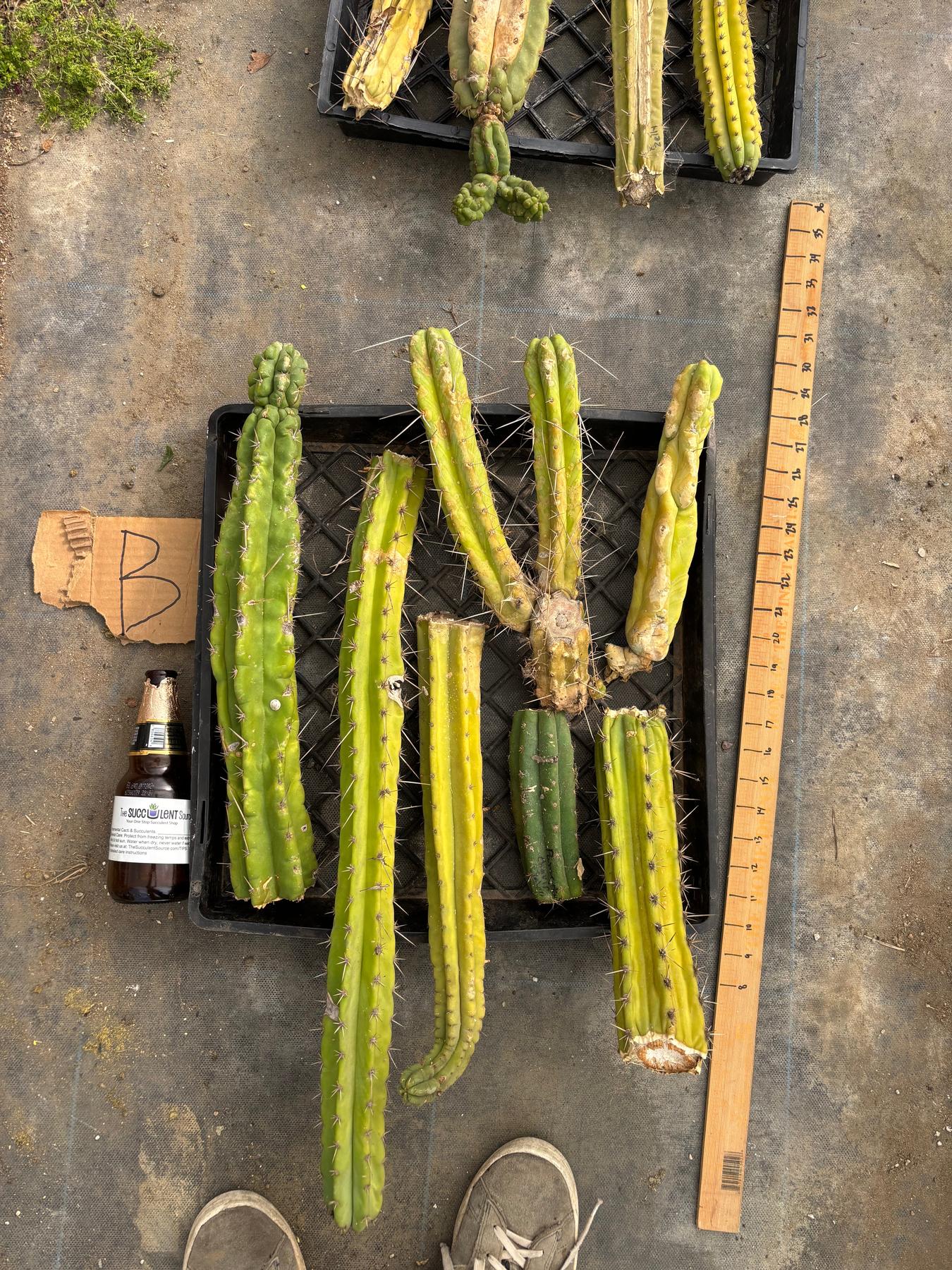 #EC188 EXACT Trichocereus TLC Bargain MIXED Cactus Cutting Lot-Cactus - Large - Exact-The Succulent Source